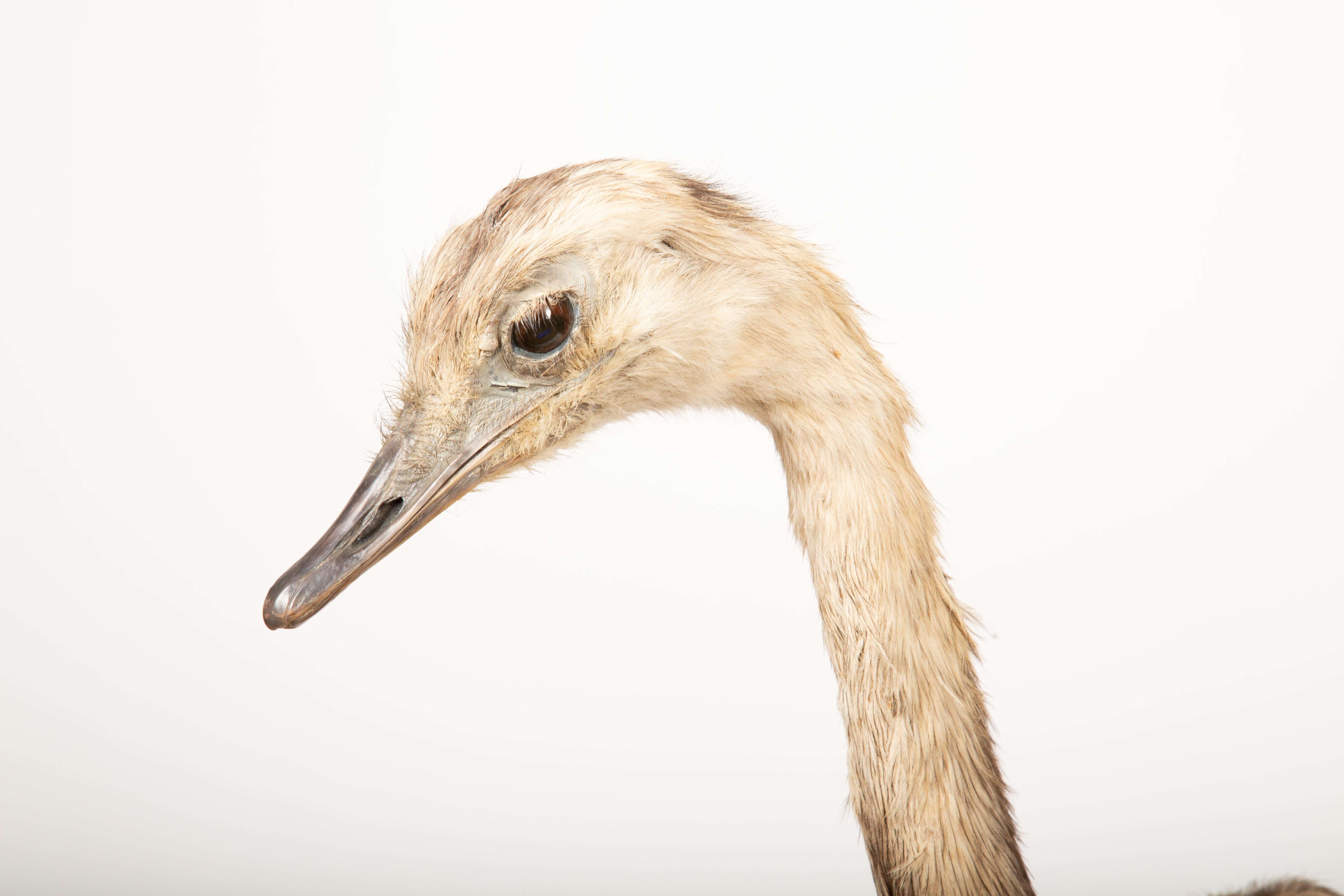 Contemporary Elegant Rhea Taxidermy Specimen – A South American Ratite 42