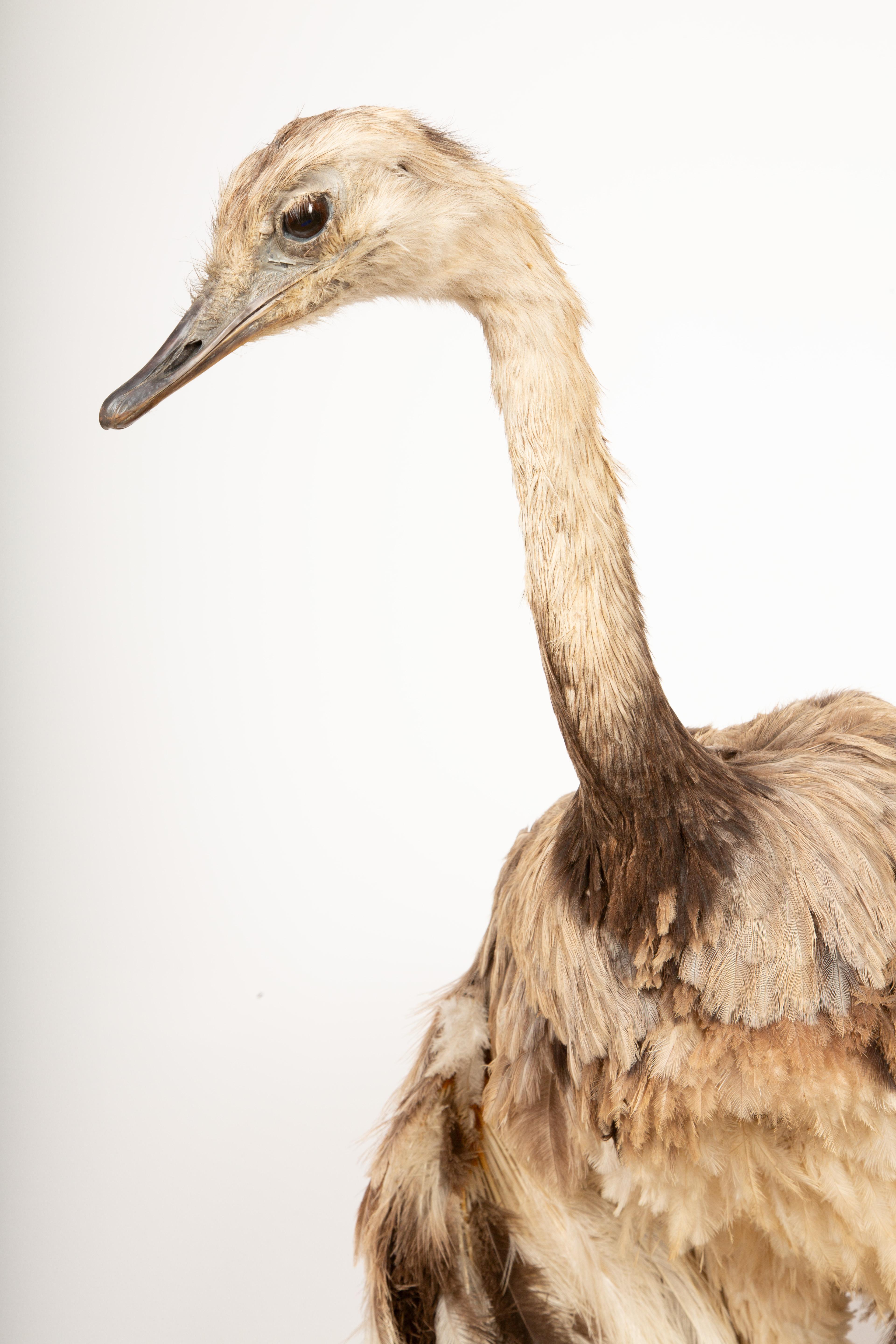 Leather Elegant Rhea Taxidermy Specimen – A South American Ratite 42