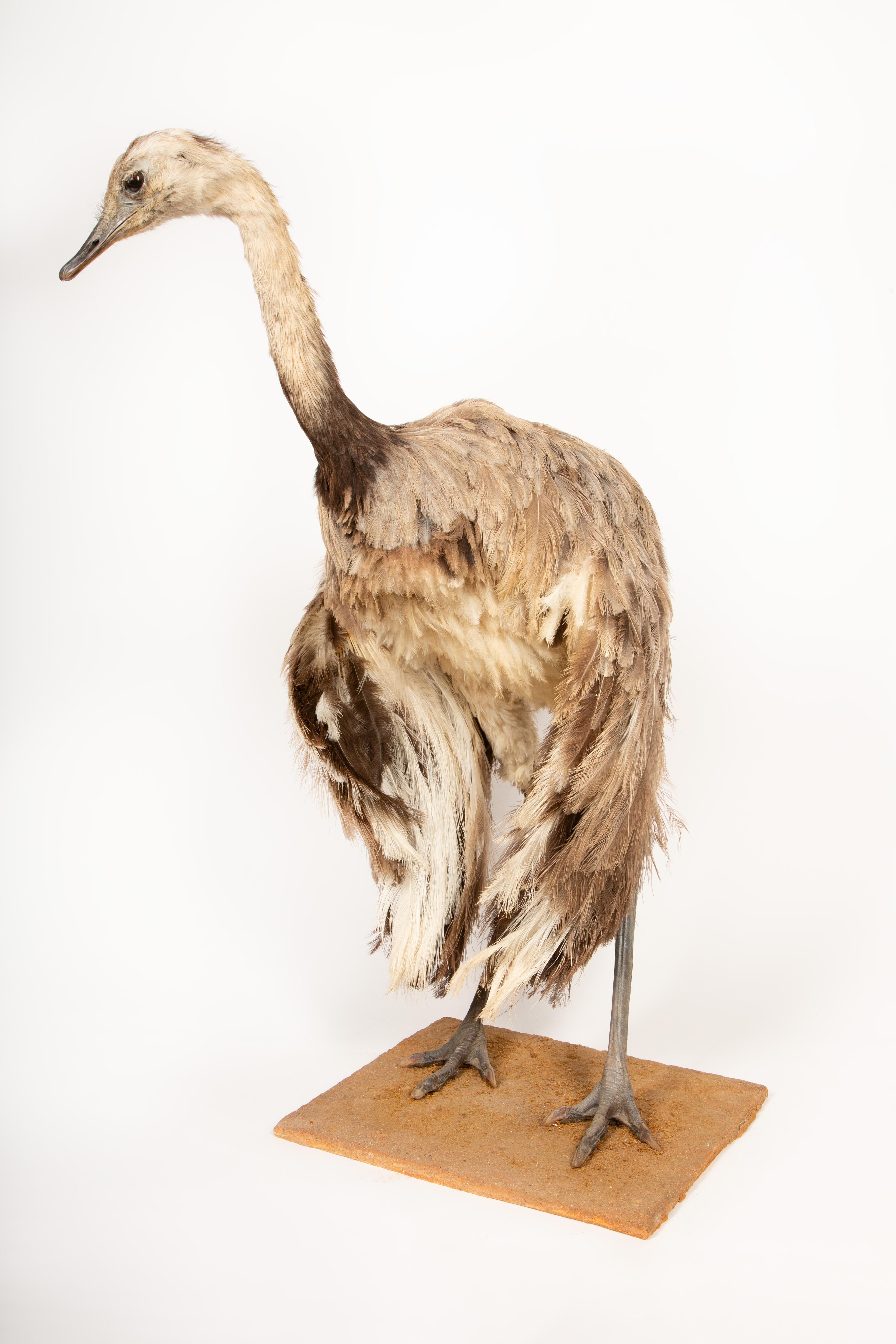 Elegant Rhea Taxidermy Specimen – A South American Ratite 42