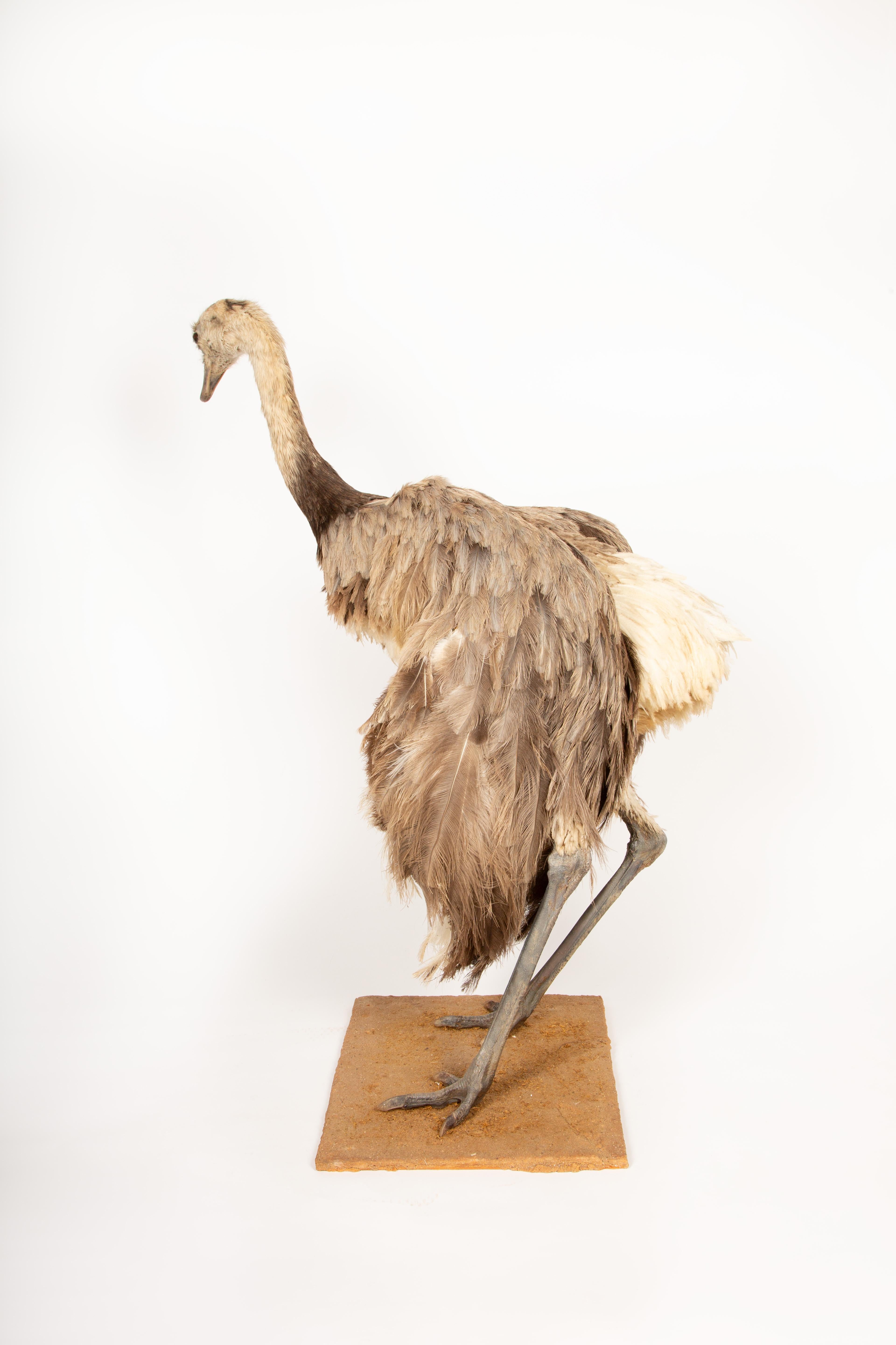 Elegant Rhea Taxidermy Specimen – A South American Ratite 42