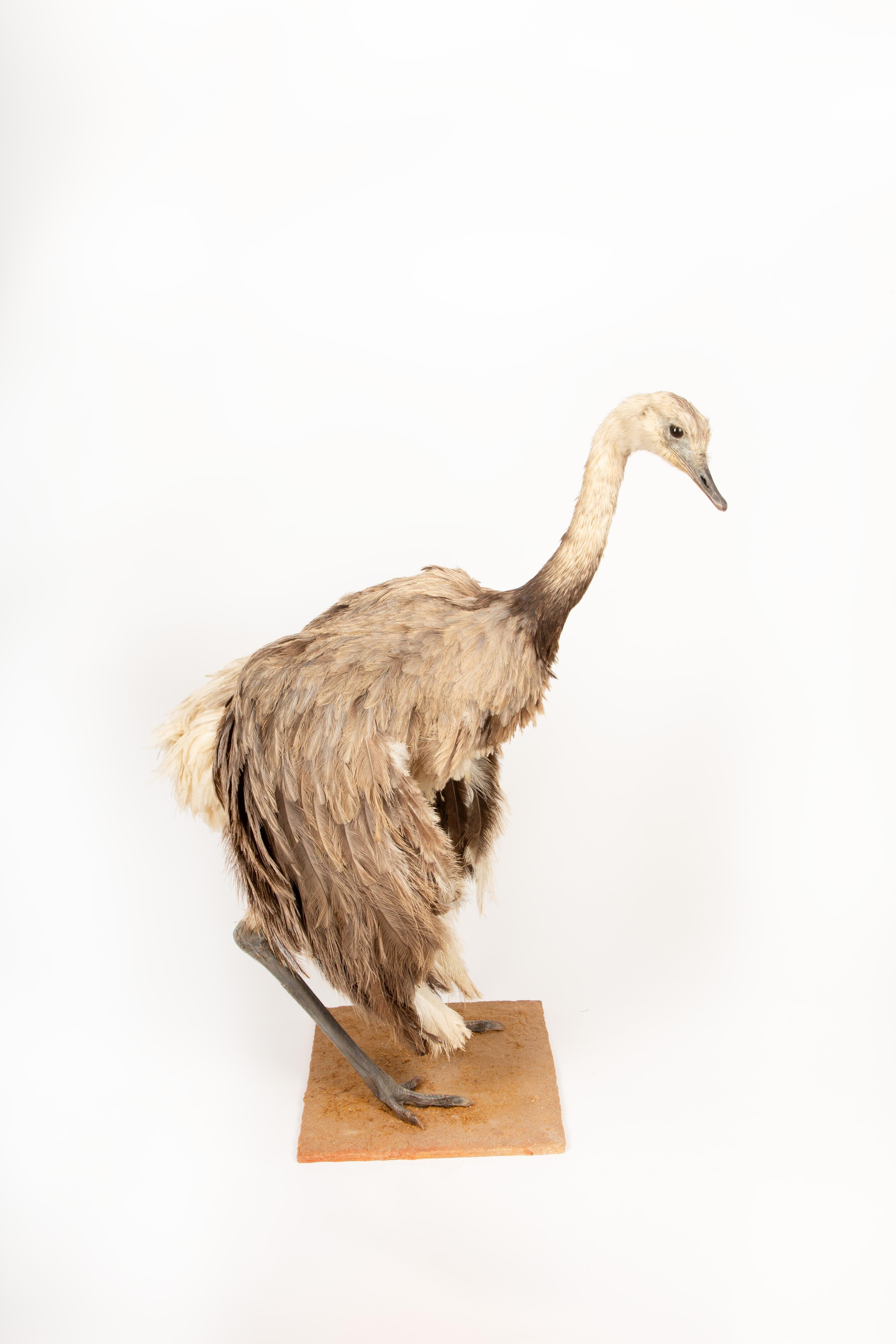 Elegant Rhea Taxidermy Specimen – A South American Ratite 42
