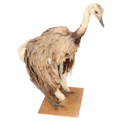 Elegant Rhea Taxidermy Specimen – A South American Ratite 42"H