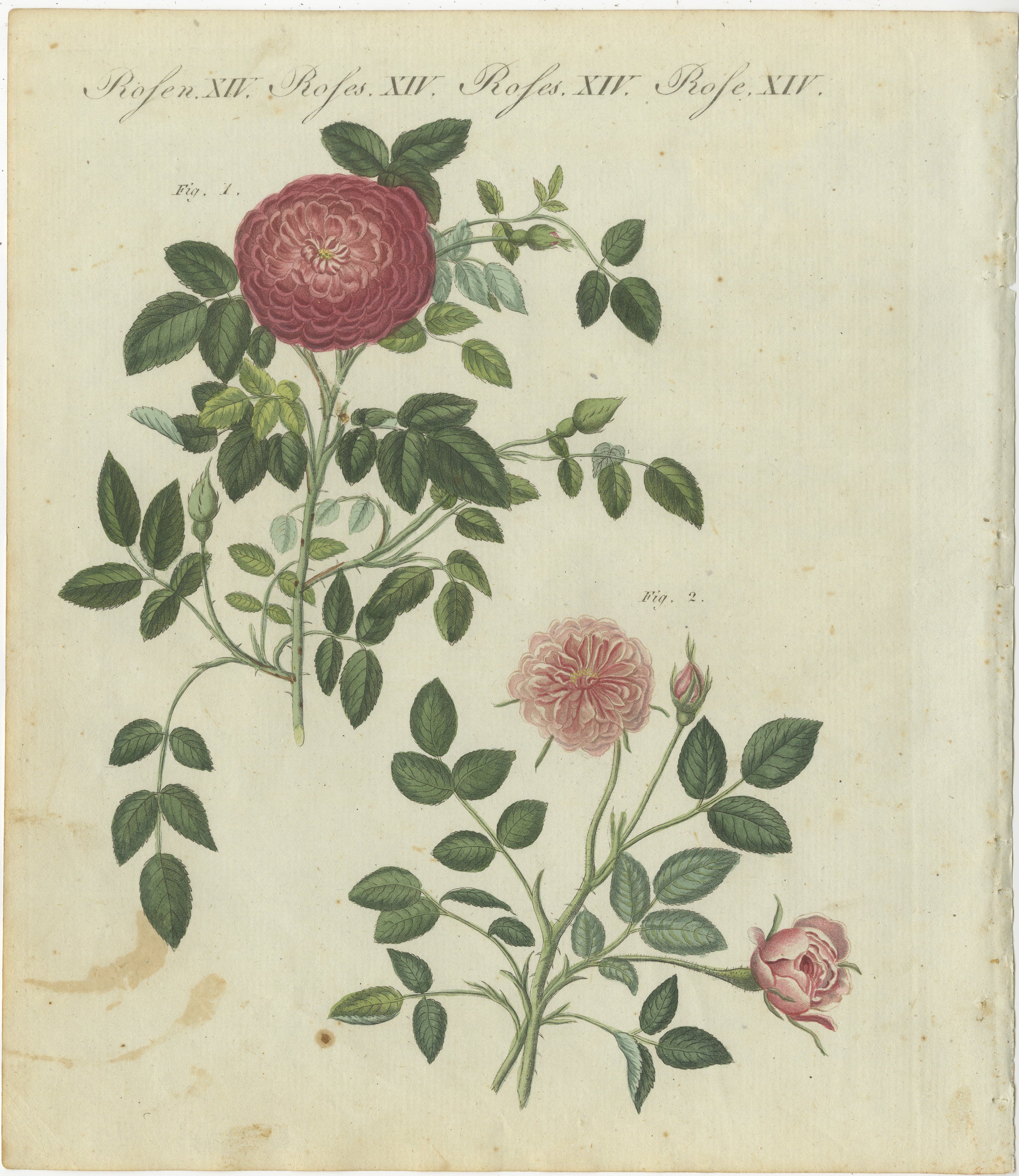 Elegante, blühende Rosen: Handkolorierte botanische Stiche des 19. Jahrhunderts aus Bertuchs Bilderbuch für Kinder  
  
Dieser wunderschön detaillierte Stich aus dem 19. Jahrhundert zeigt zwei Rosensorten (Rosa-Arten) in voller Blüte, die sorgfältig