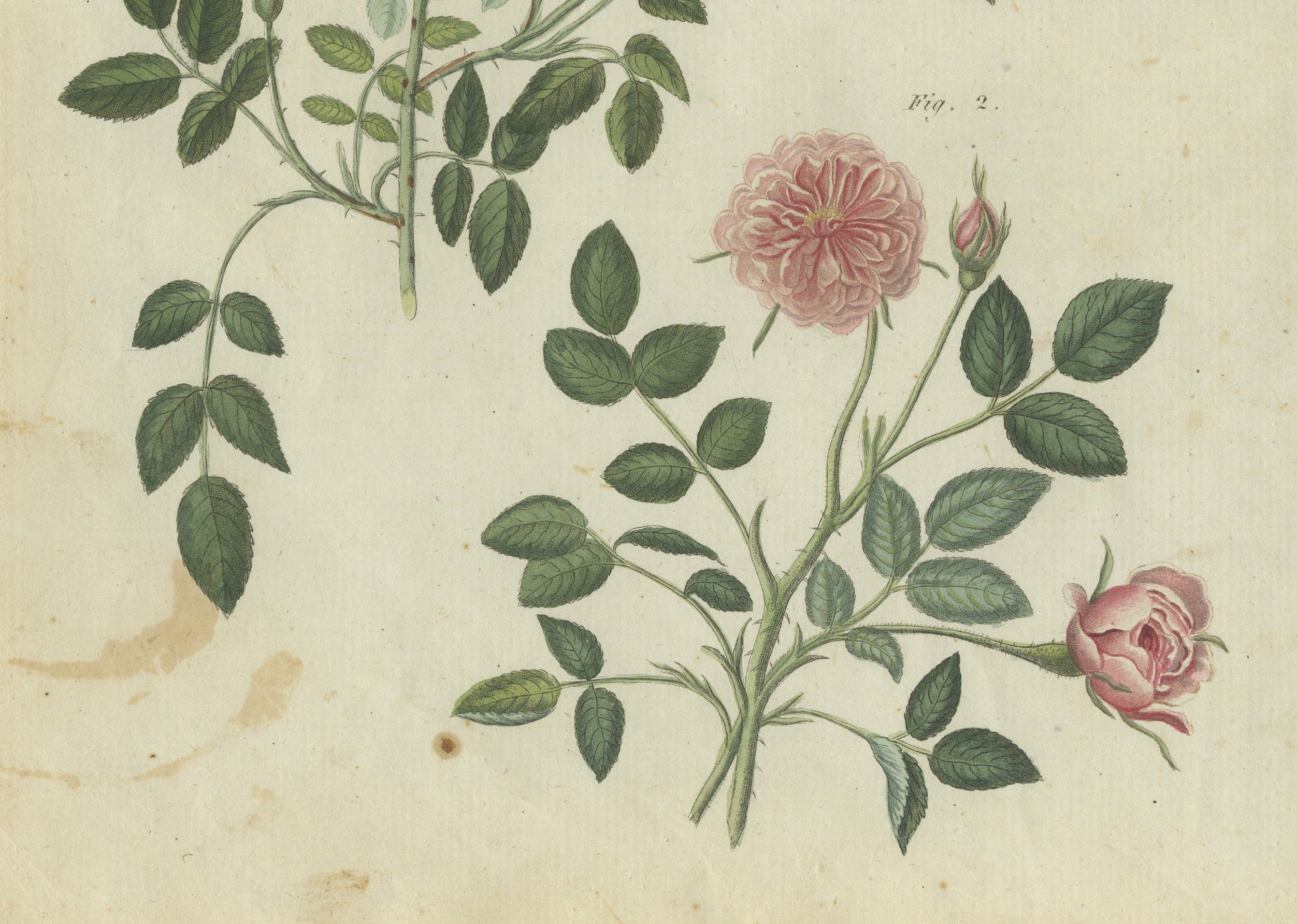 Elegante Rosen in Bloom: botanische Gravur aus Bertuchs Bilderbuch, 1805 (Graviert) im Angebot