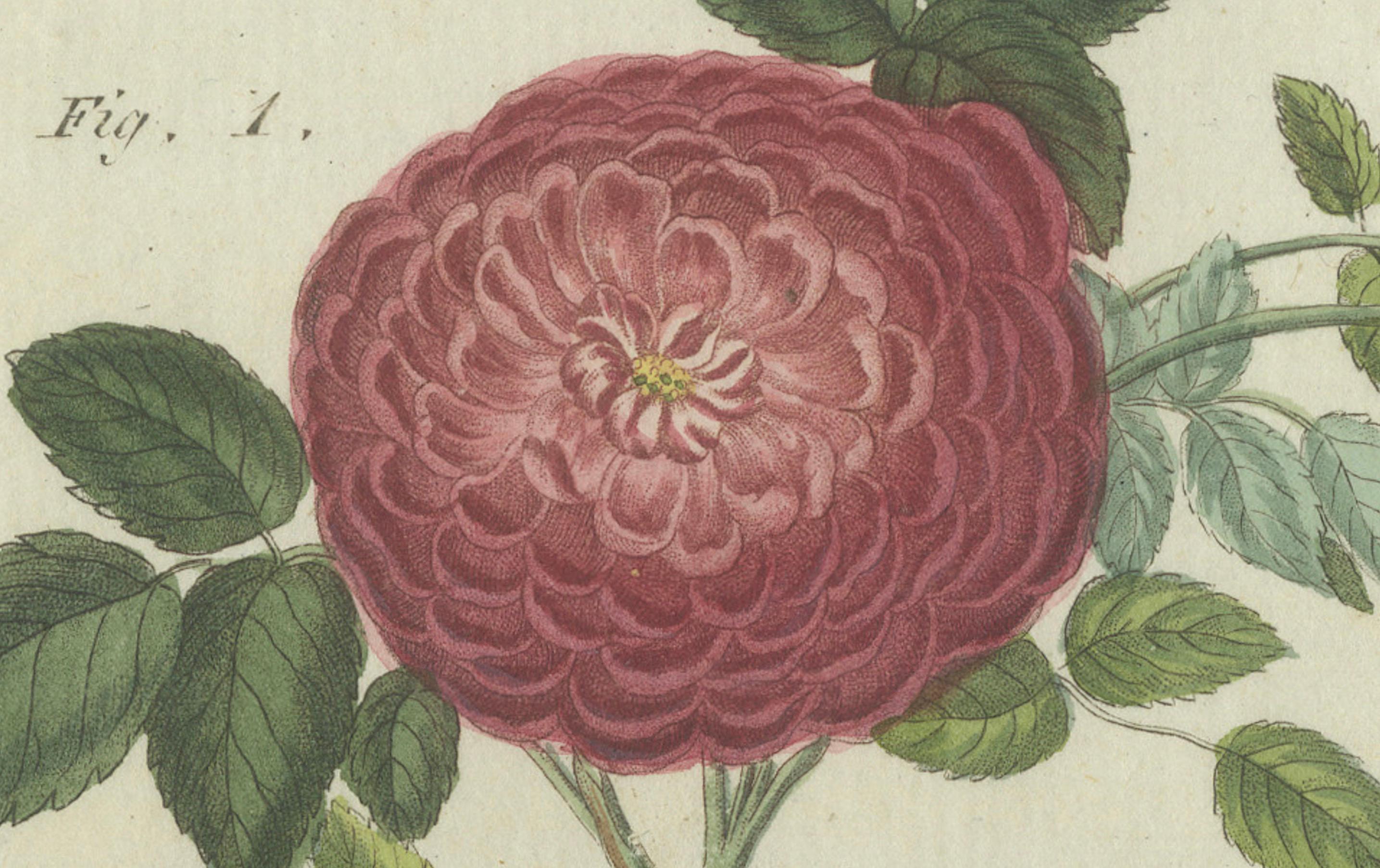 Elegante Rosen in Bloom: botanische Gravur aus Bertuchs Bilderbuch, 1805 im Zustand „Gut“ im Angebot in Langweer, NL