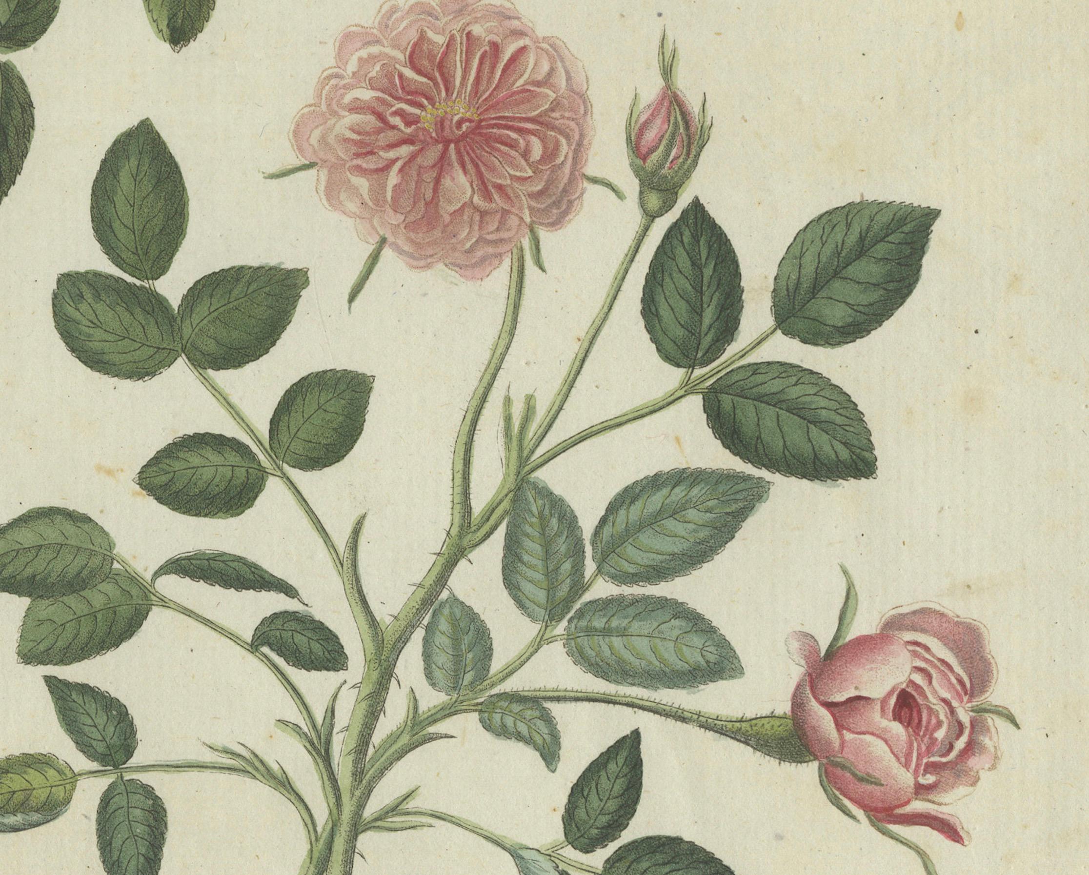 Elegante Rosen in Bloom: botanische Gravur aus Bertuchs Bilderbuch, 1805 (Frühes 19. Jahrhundert) im Angebot