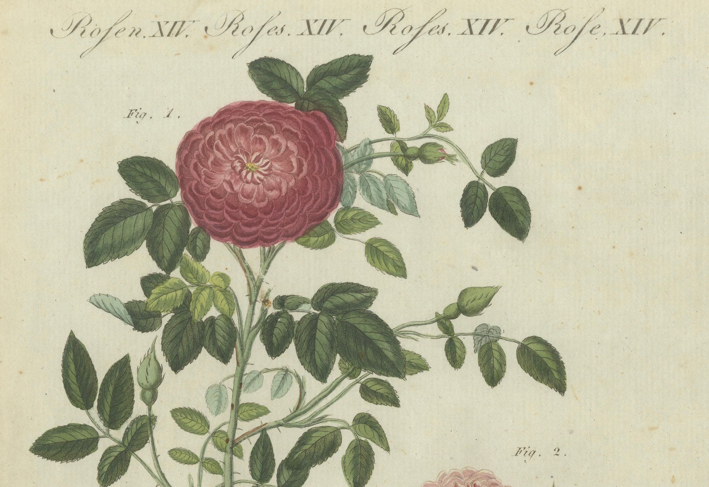 Elegante Rosen in Bloom: botanische Gravur aus Bertuchs Bilderbuch, 1805 (Papier) im Angebot