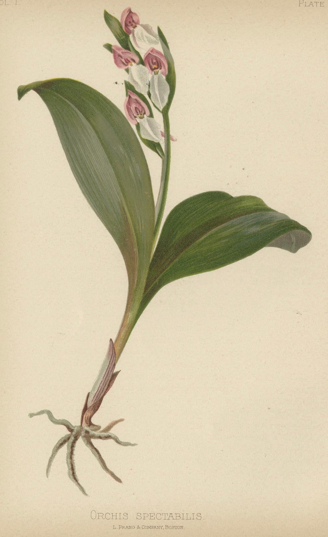 Elegant Showy Orchis: The Grace of Orchis Spectabilis, 1879 In Good Condition In Langweer, NL