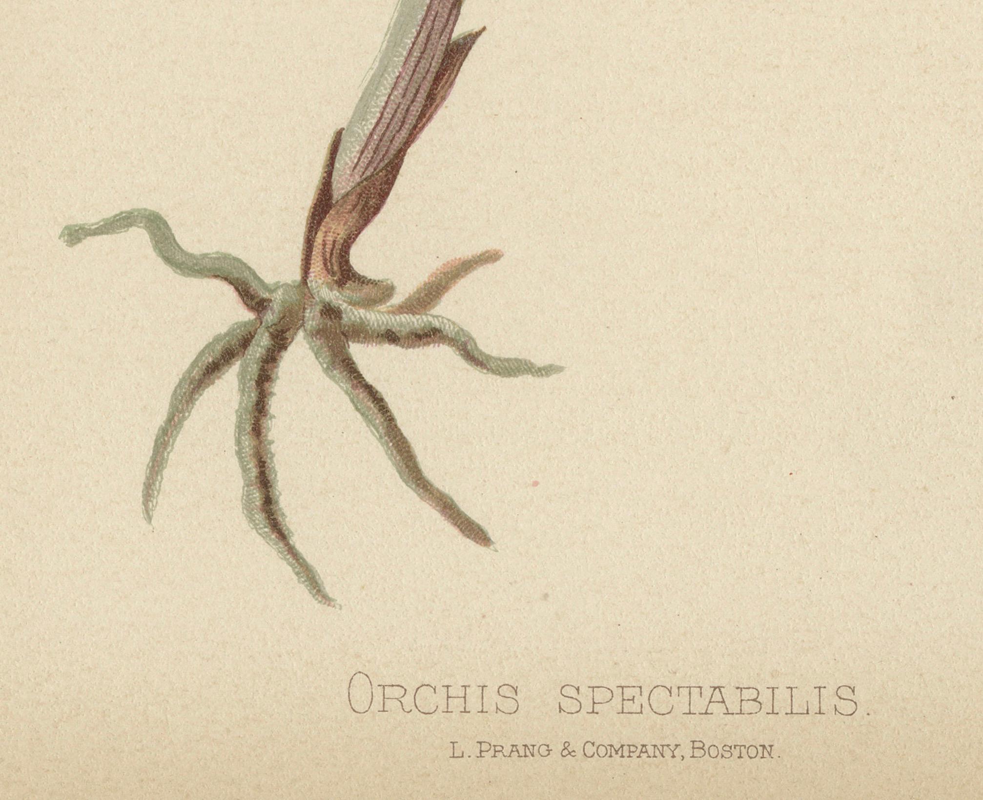 Late 19th Century Elegant Showy Orchis: The Grace of Orchis Spectabilis, 1879