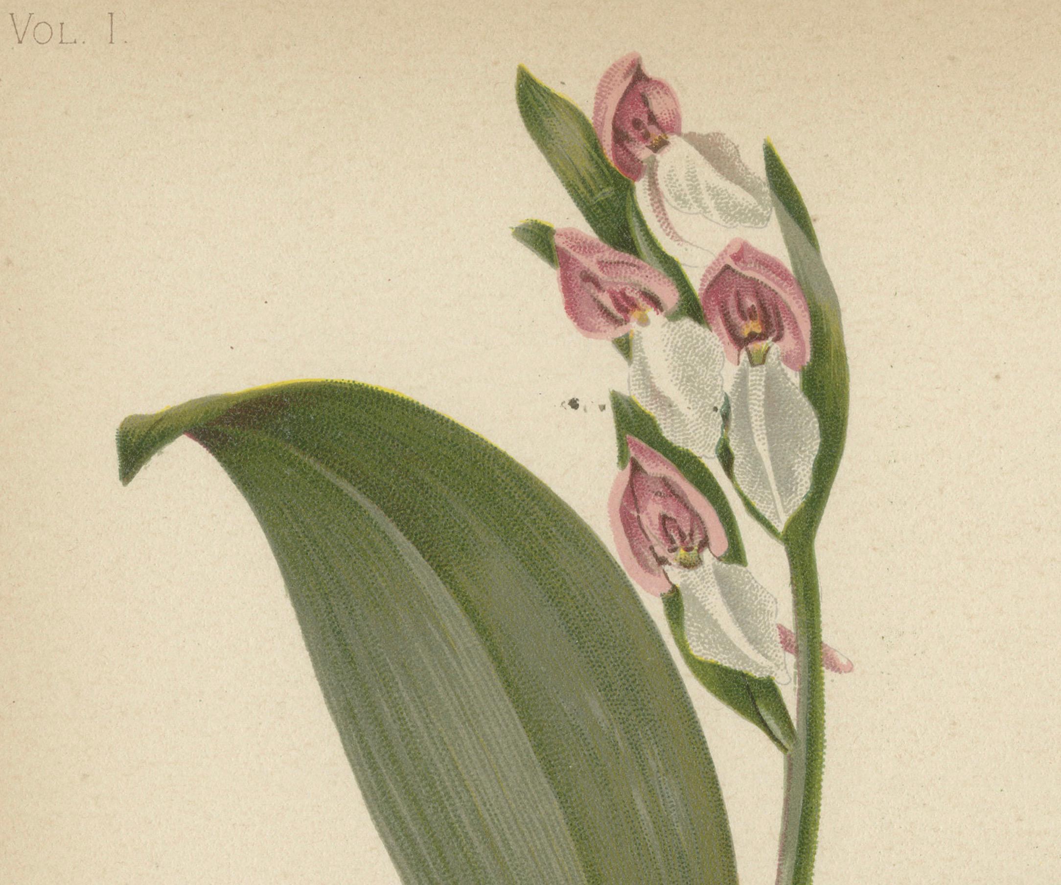 Paper Elegant Showy Orchis: The Grace of Orchis Spectabilis, 1879