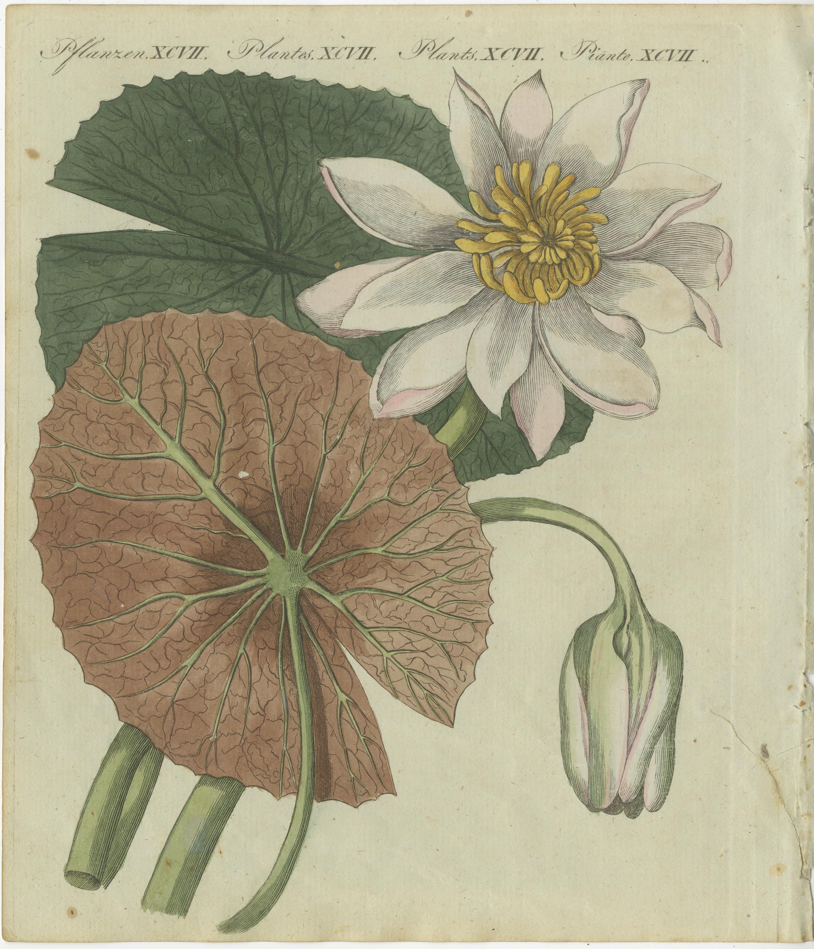 This handcolored copperplate engraving features a beautifully detailed illustration of a water lily (Nymphaea), showcasing its intricate flowers, buds, and leaves. The delicate white petals and golden center are contrasted by the richly veined green