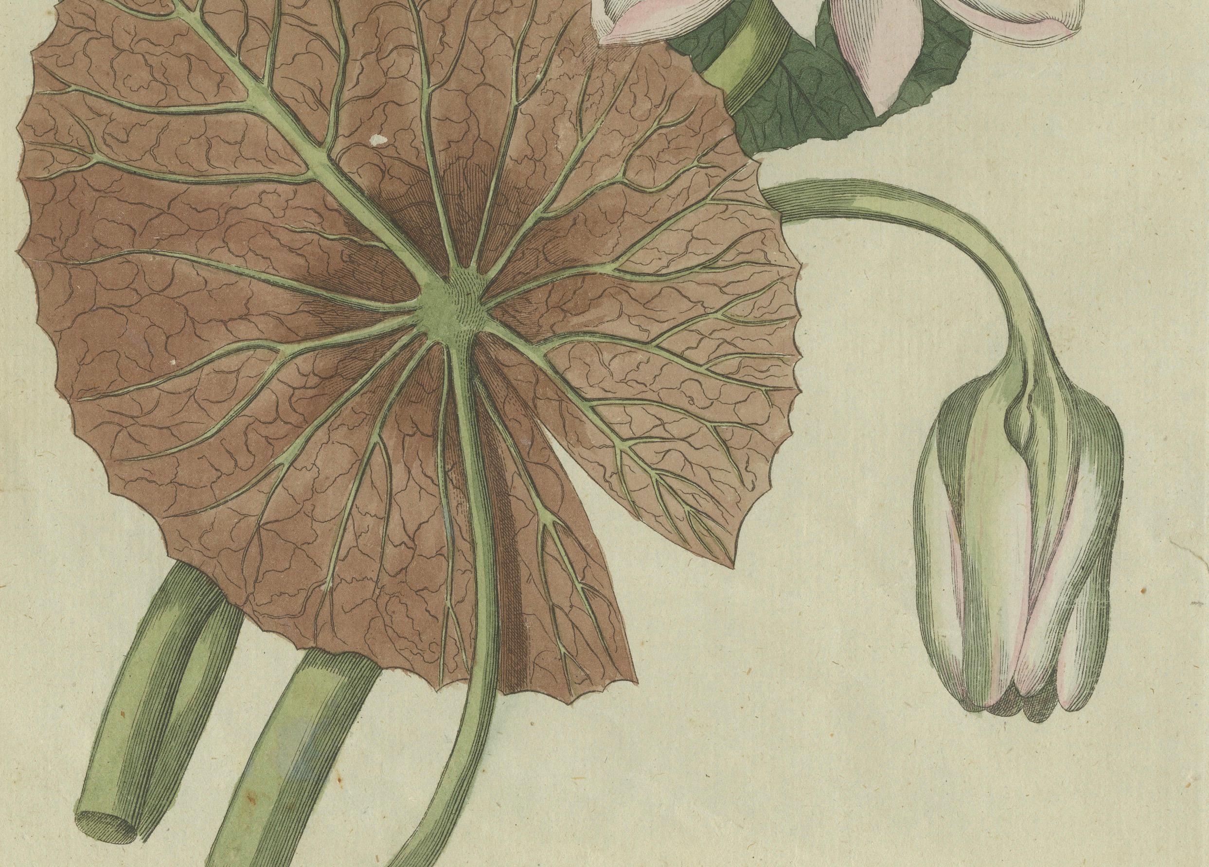 Engraved Elegant Water Lily Illustration: Handcolored Engraving from Bertuch, 1805 For Sale