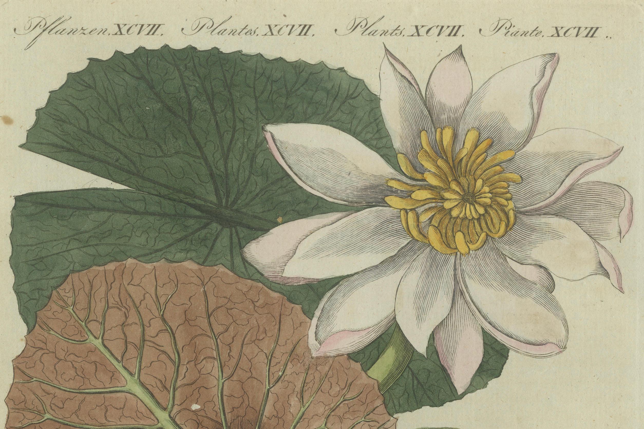 Elegant Water Lily Illustration: Handcolored Engraving from Bertuch, 1805 In Good Condition For Sale In Langweer, NL