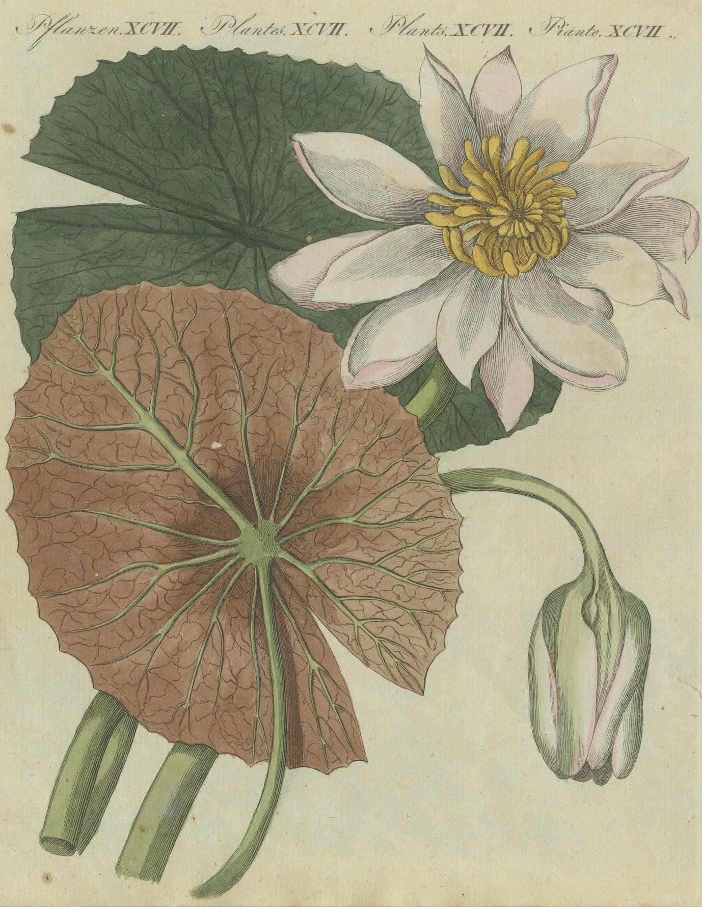 Early 19th Century Elegant Water Lily Illustration: Handcolored Engraving from Bertuch, 1805 For Sale