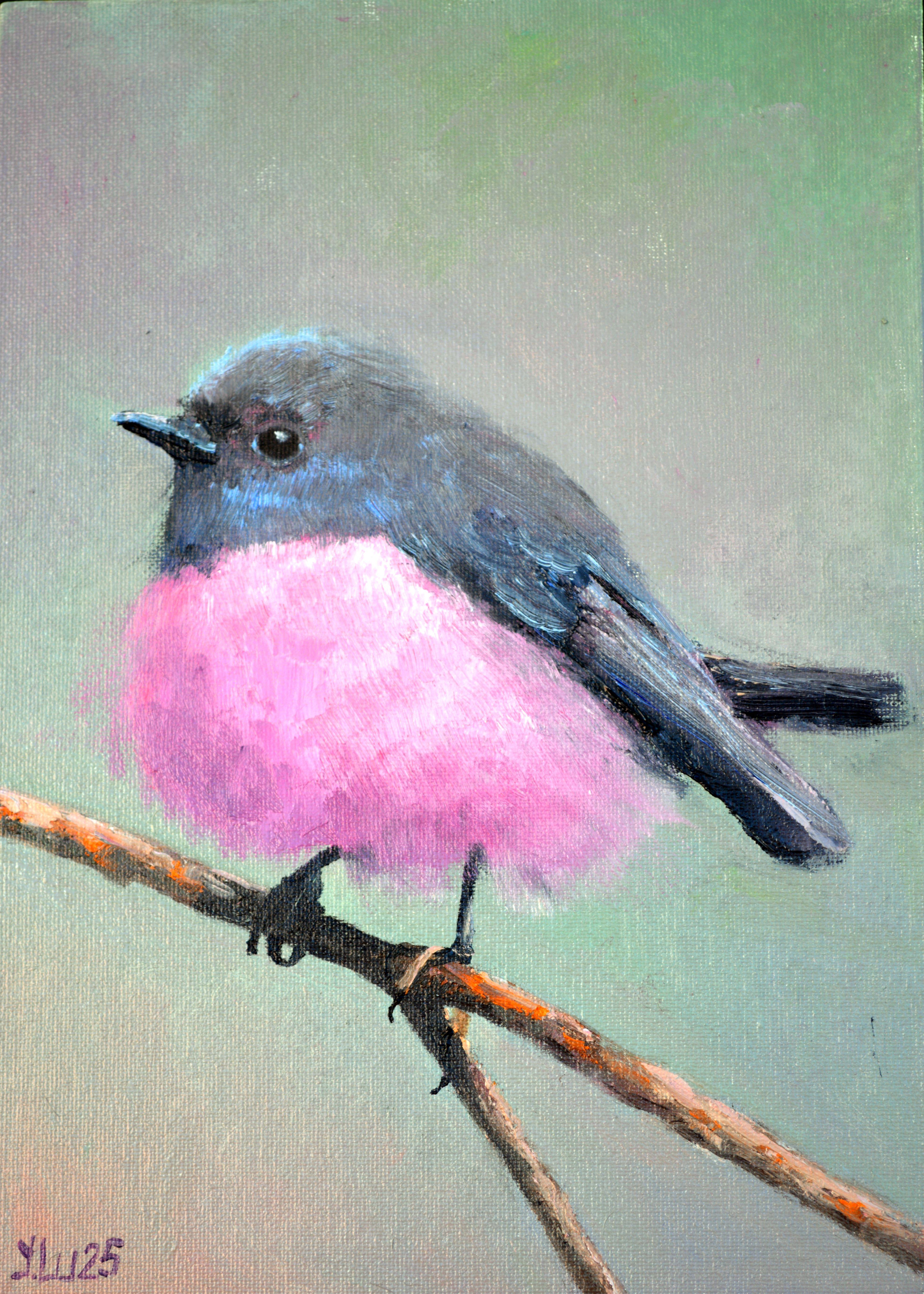 Australian Bullfinch on a branch