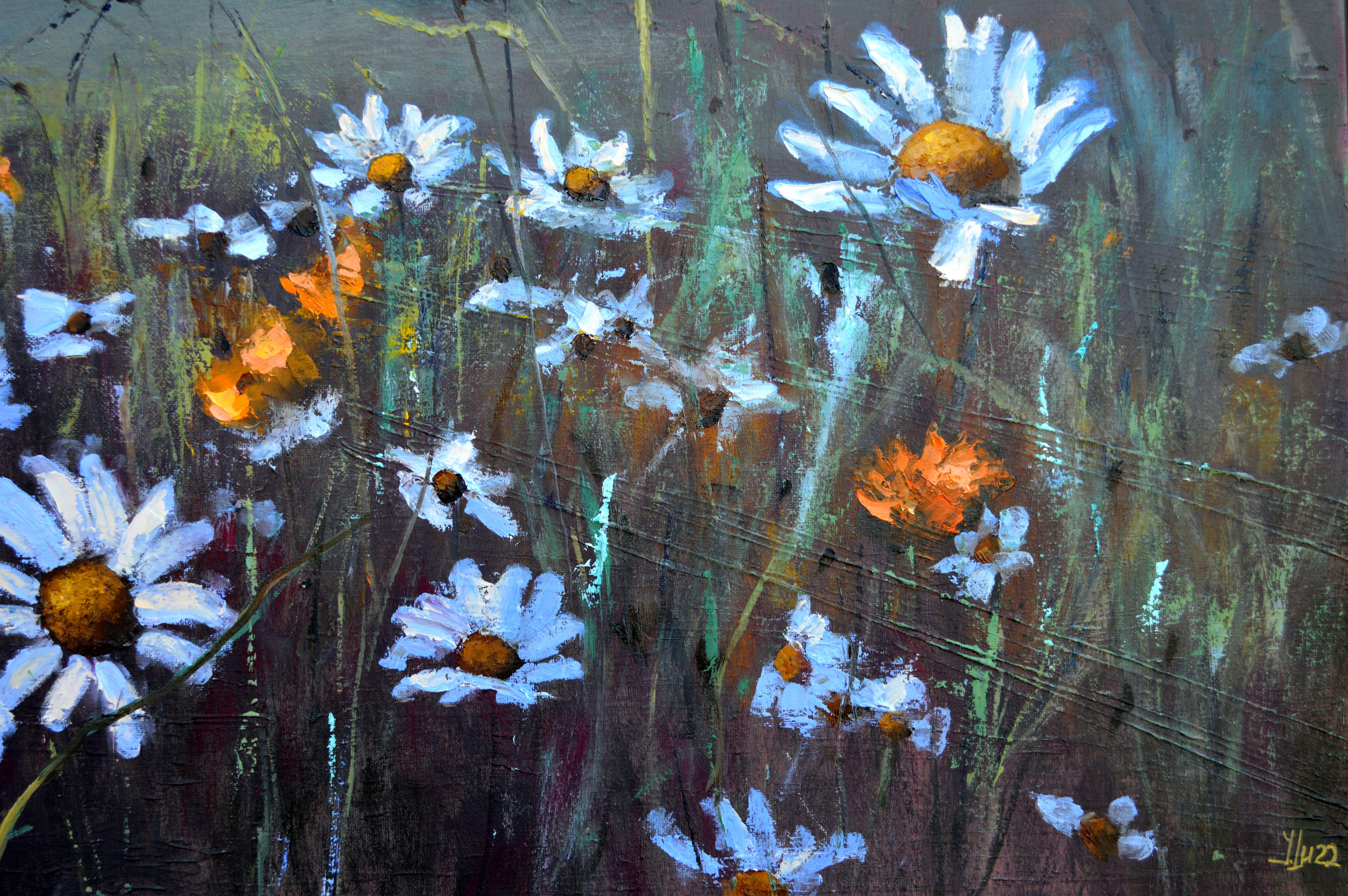 Chamomile  field 50X100 For Sale 5