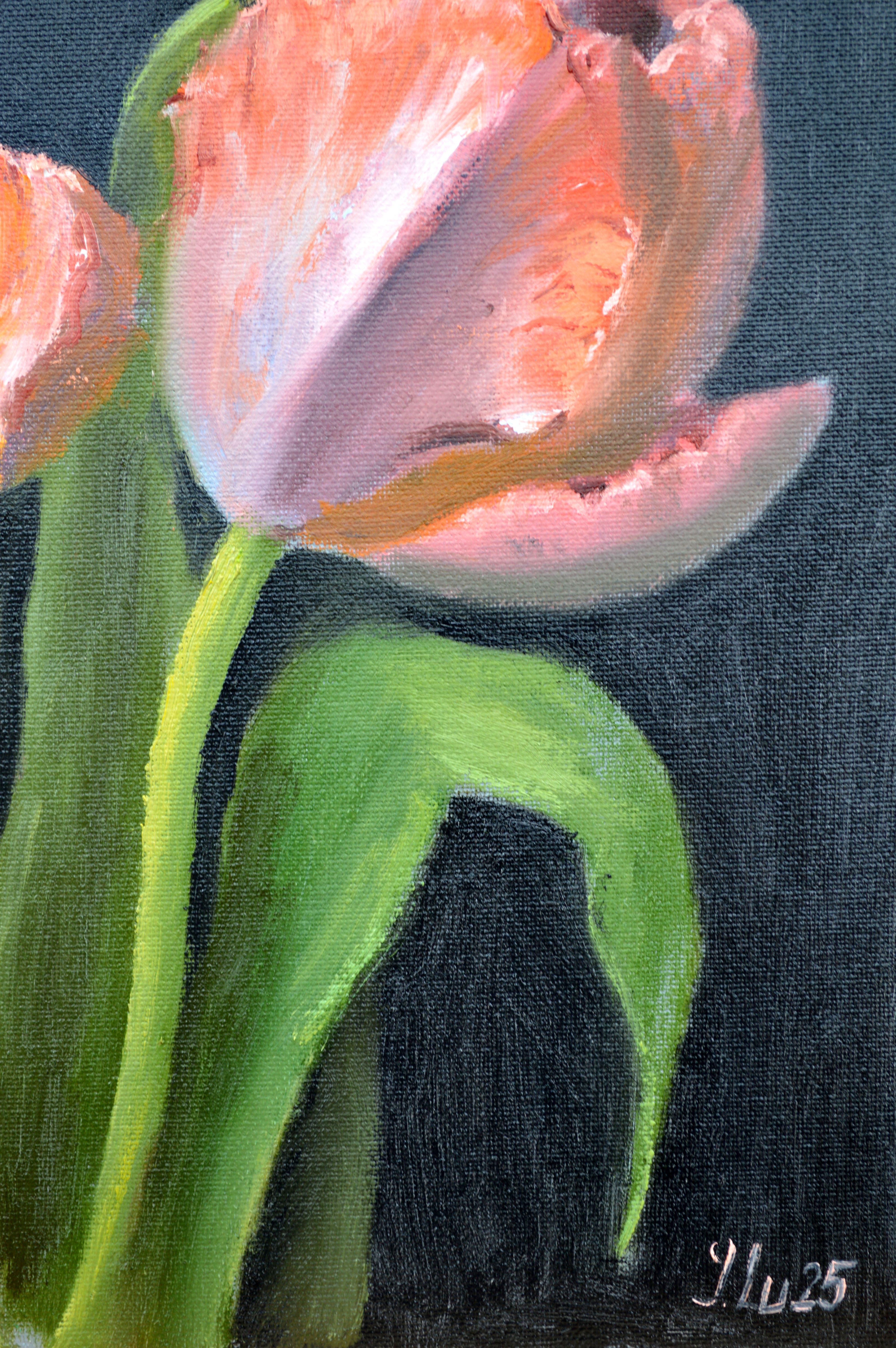 Korallene Tulpen 4 im Angebot 1