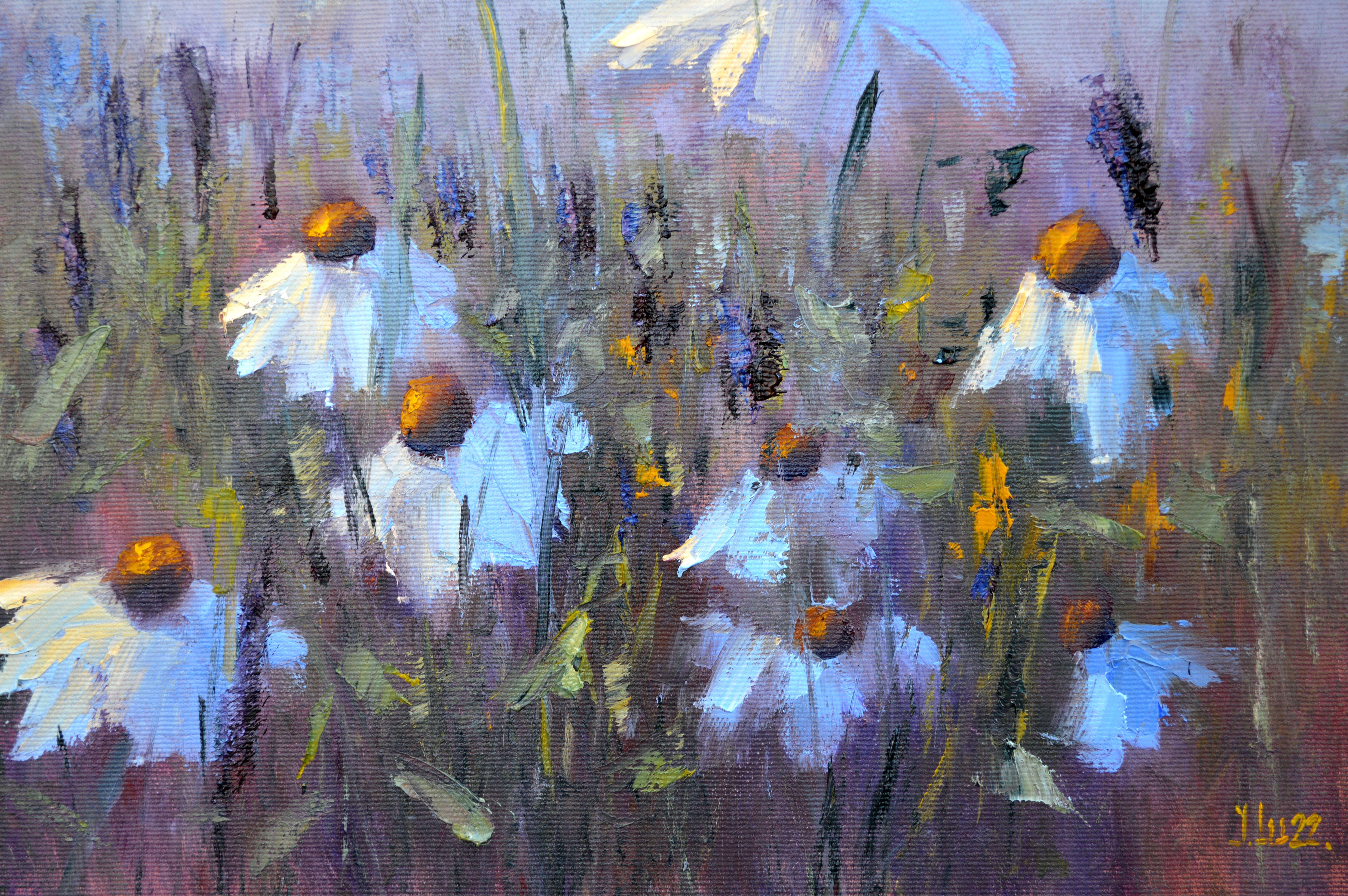 Field Daisies For Sale 4