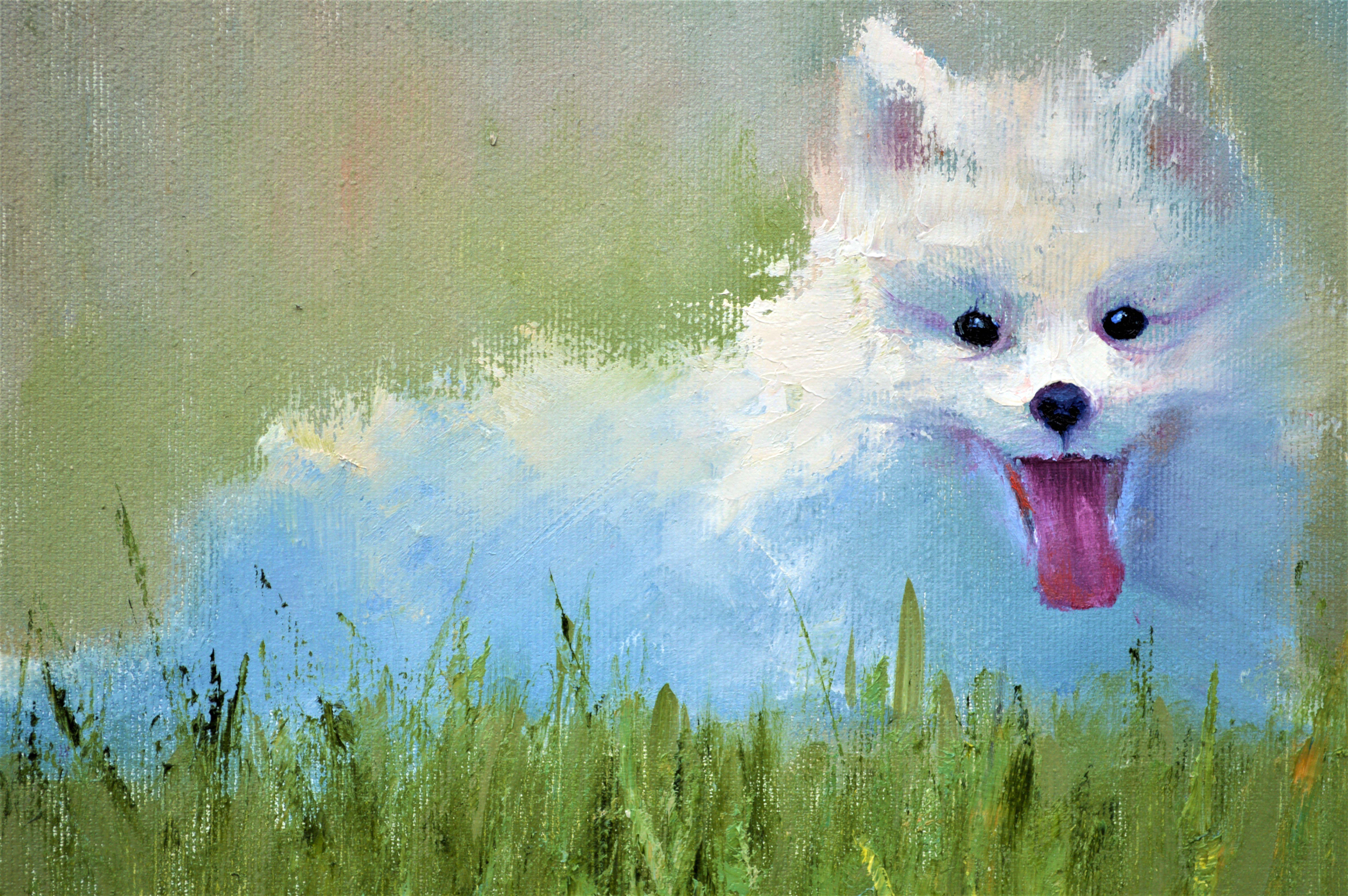 Cachorro de Spitz japonés en venta 2