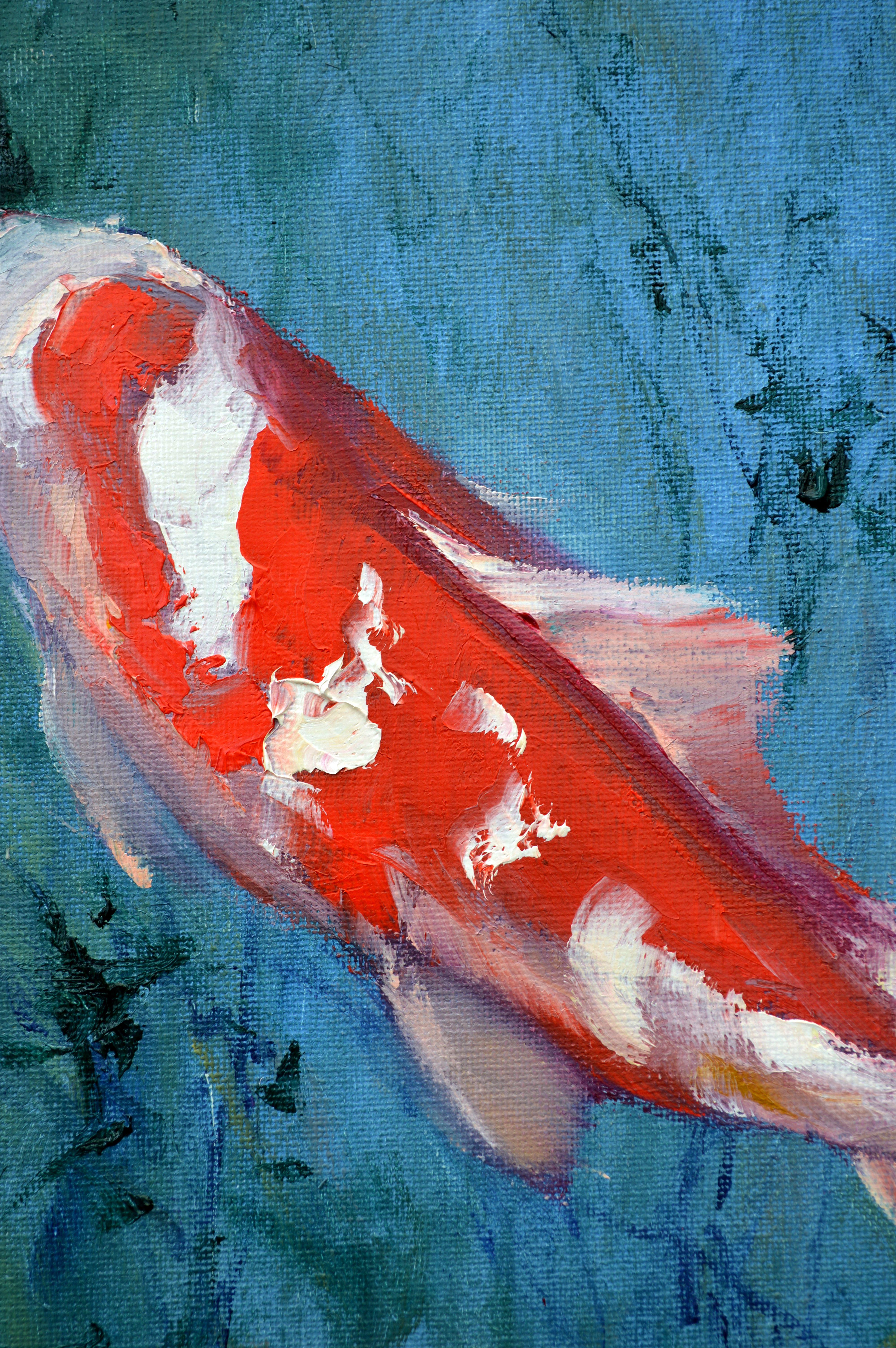 Carpa Koi roja 5