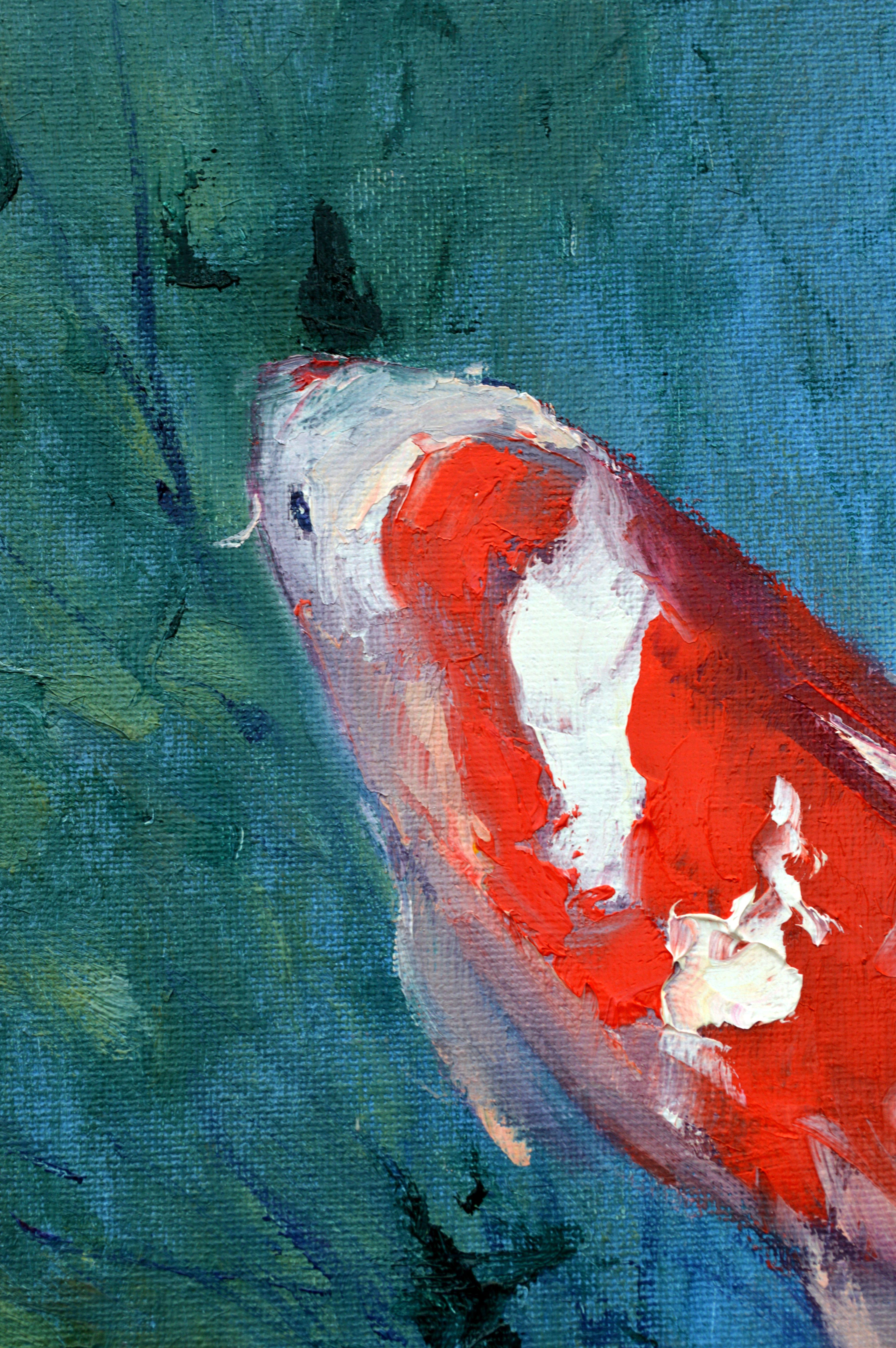 Carpa Koi roja 6