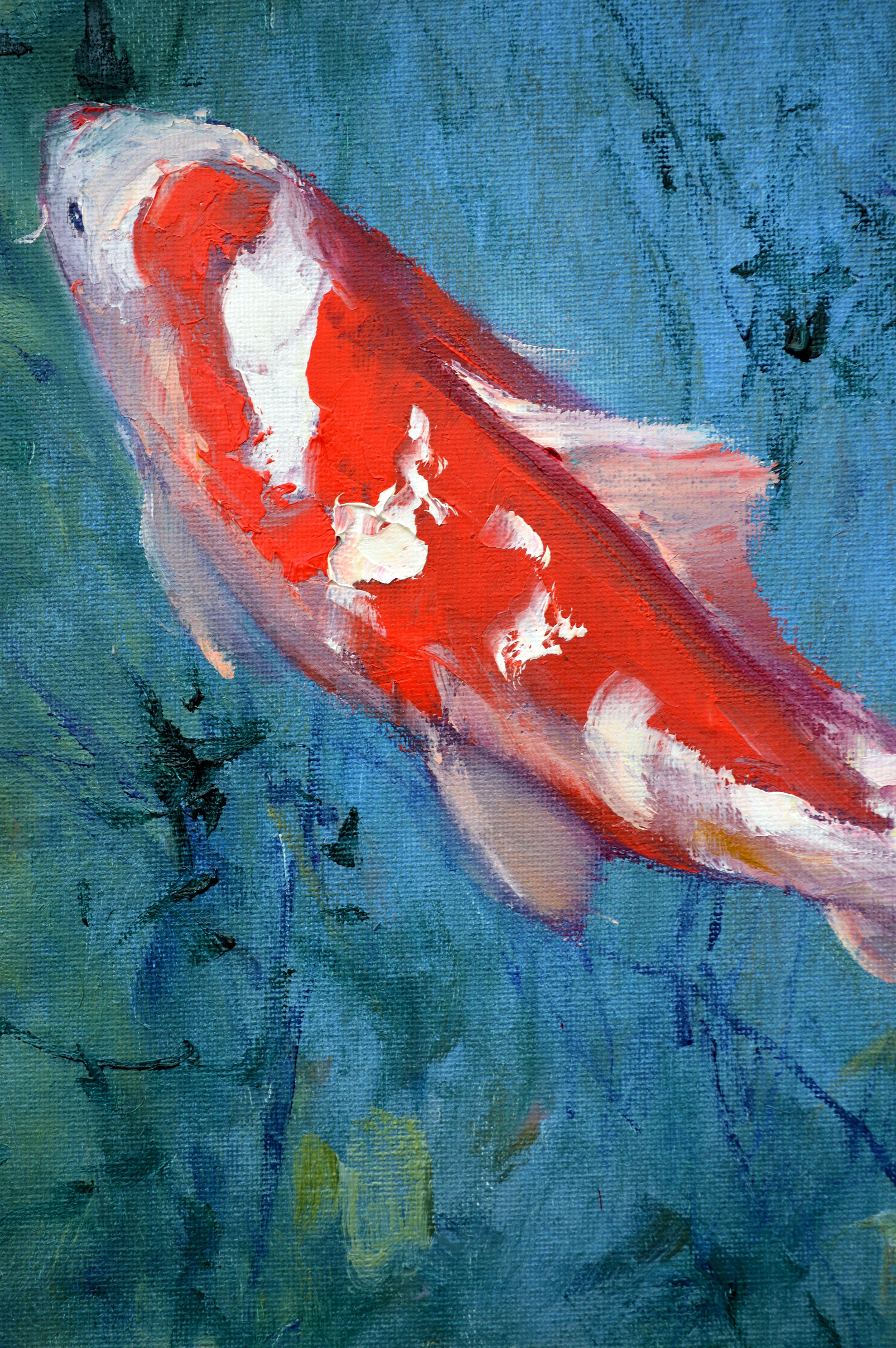 Carpa Koi roja 2