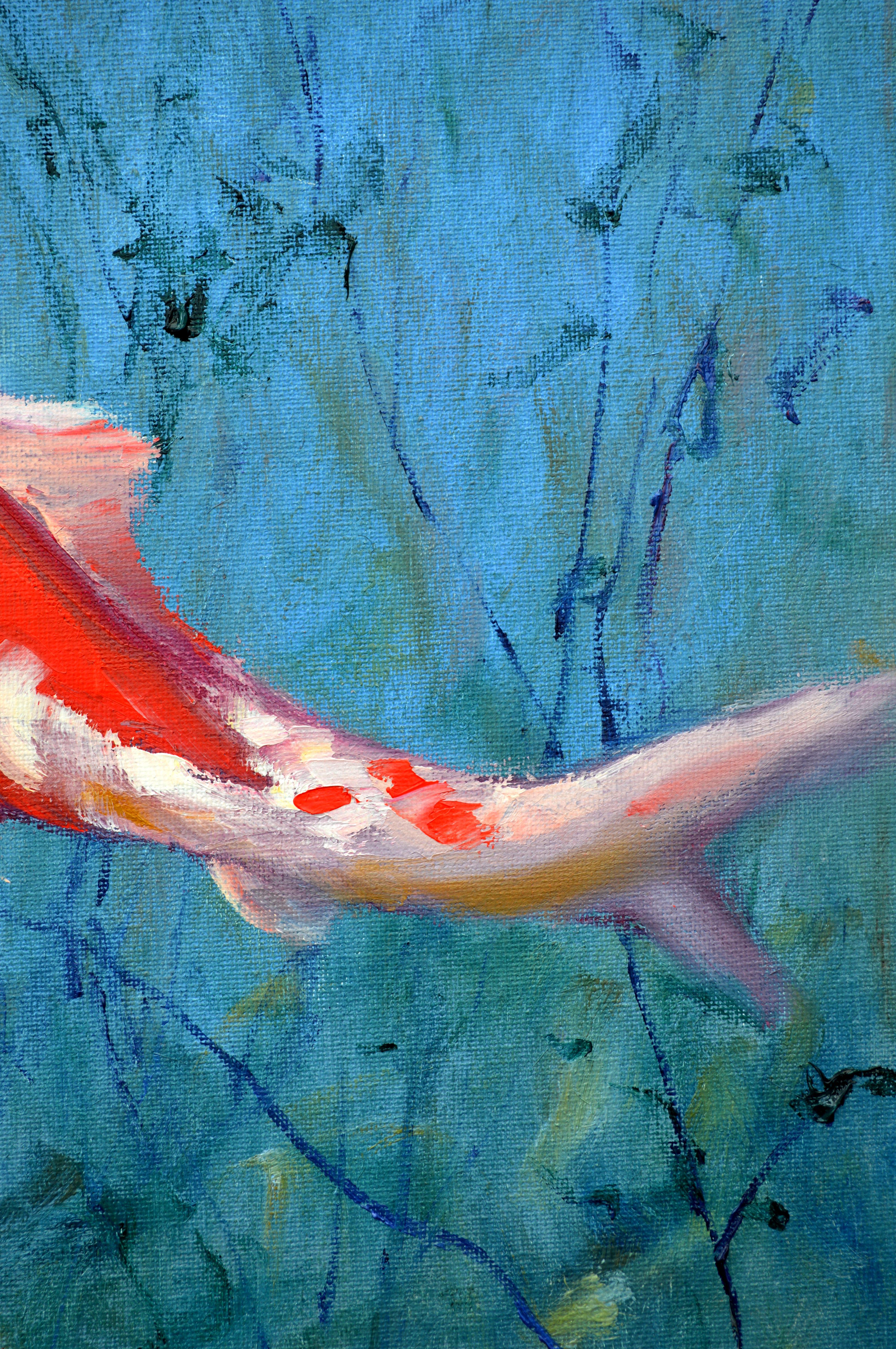Carpa Koi roja 3