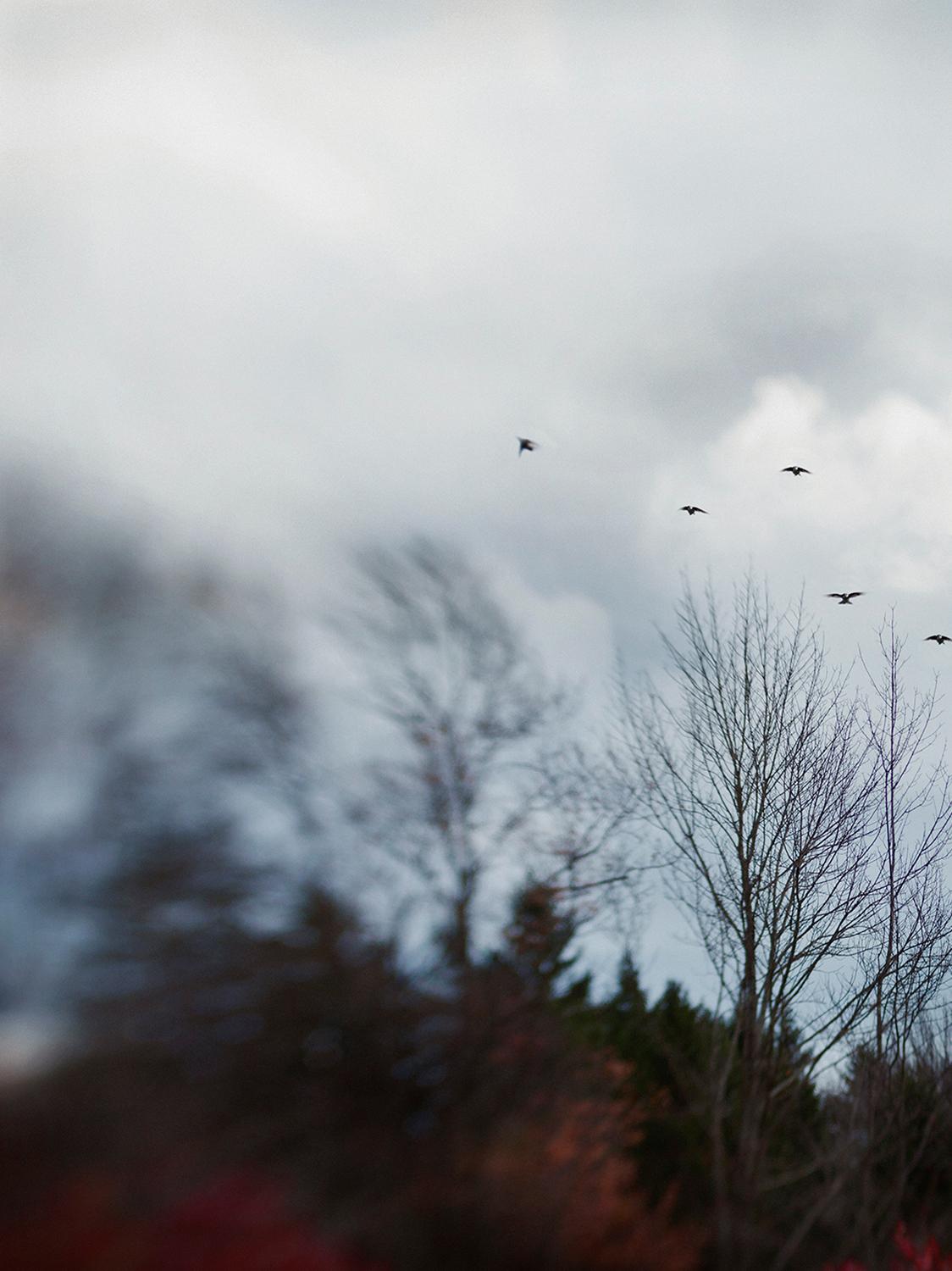 Modern Elena Lyakir Where Swallows Hide Photograph, Aves Series, 2017 For Sale