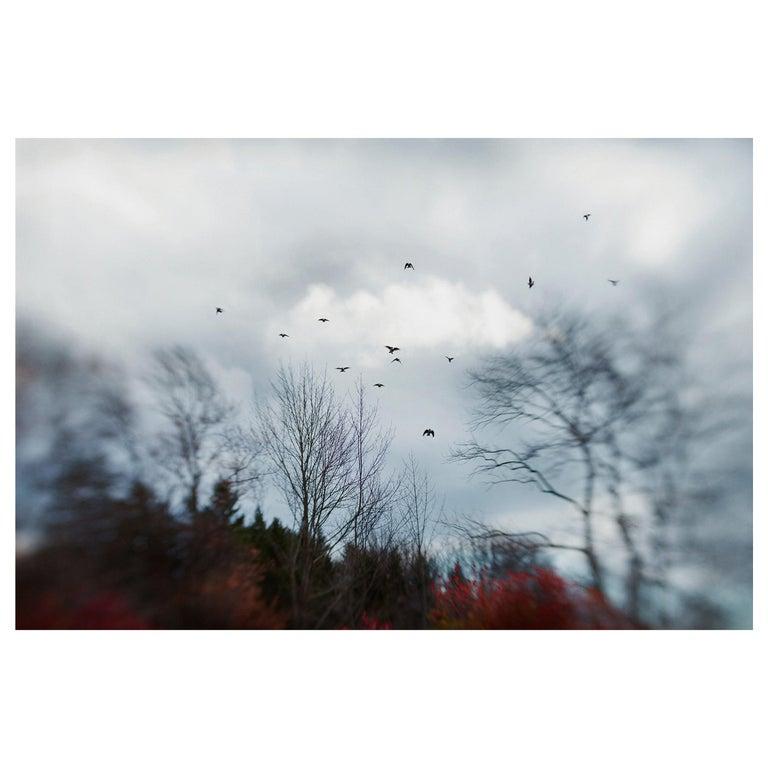 Contemporary New York artist Elena Lyakir's Where Swallows Hide was photographed in 2017 and is part of her Aves Series. It's an ongoing exploration of how we relate to the visual experience emotionally. Images represent reality in symbols. Like