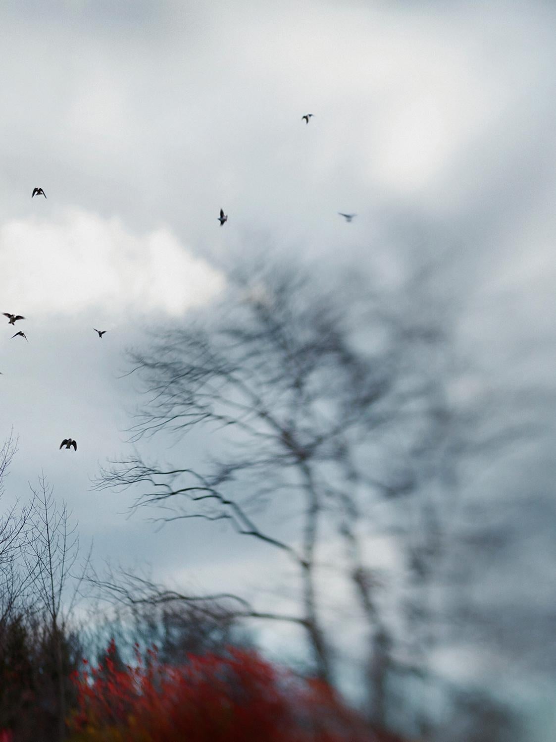 American Elena Lyakir Where Swallows Hide Photograph, Aves Series, 2017 For Sale