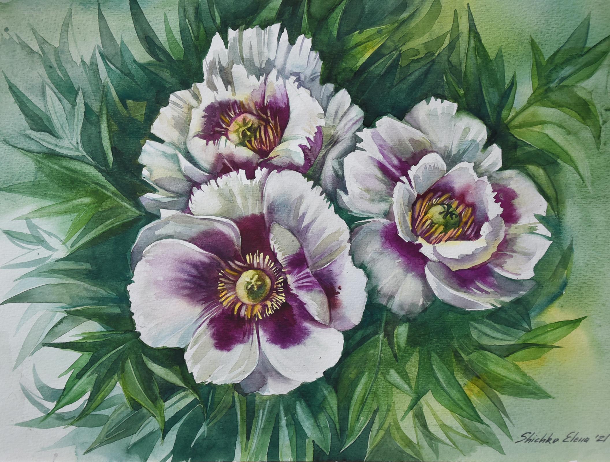 Elena Shichko Still-Life Painting - White peonies watercolor