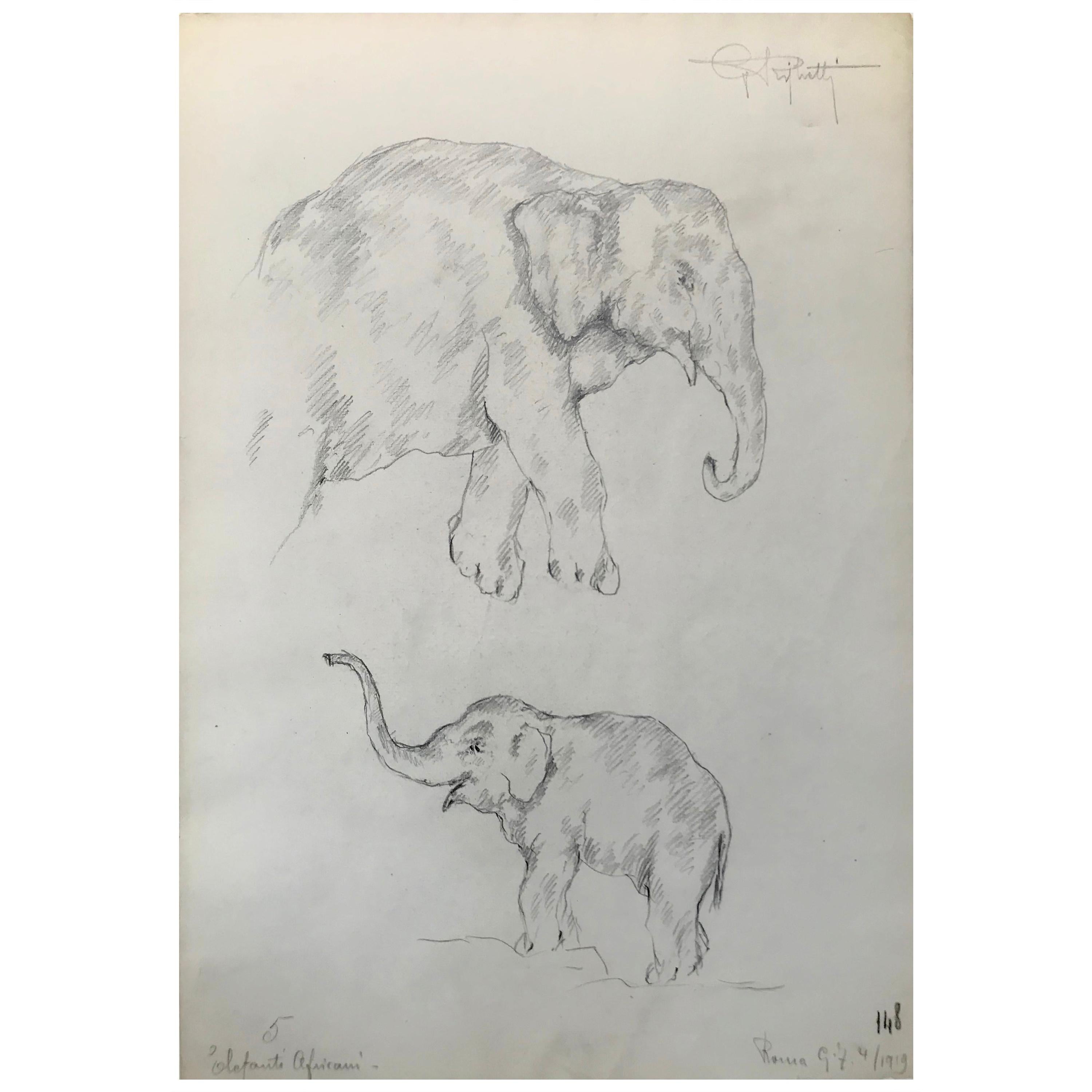 Elephant Drawing, Guido Righetti, 1919 For Sale