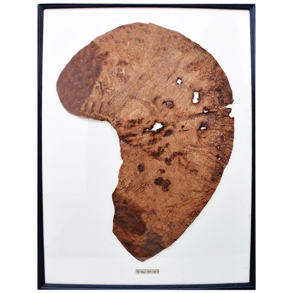Elephant Ear