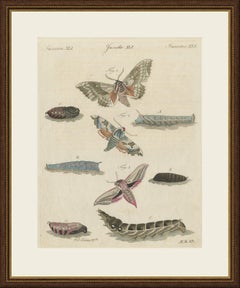 Elephant Hawk Moth and Hawk Moth Caterpillars, Antique Bertuch Print, circa 1805