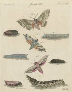 Elephant Hawk Moth and Hawk Moth Caterpillars, Antique Bertuch Print, circa 1805
