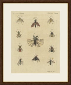 Eleven Flies and Hover Flies, Antique Bertuch Print, circa 1815