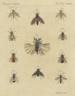 Eleven Flies and Hover Flies, Antique Bertuch Print, circa 1815