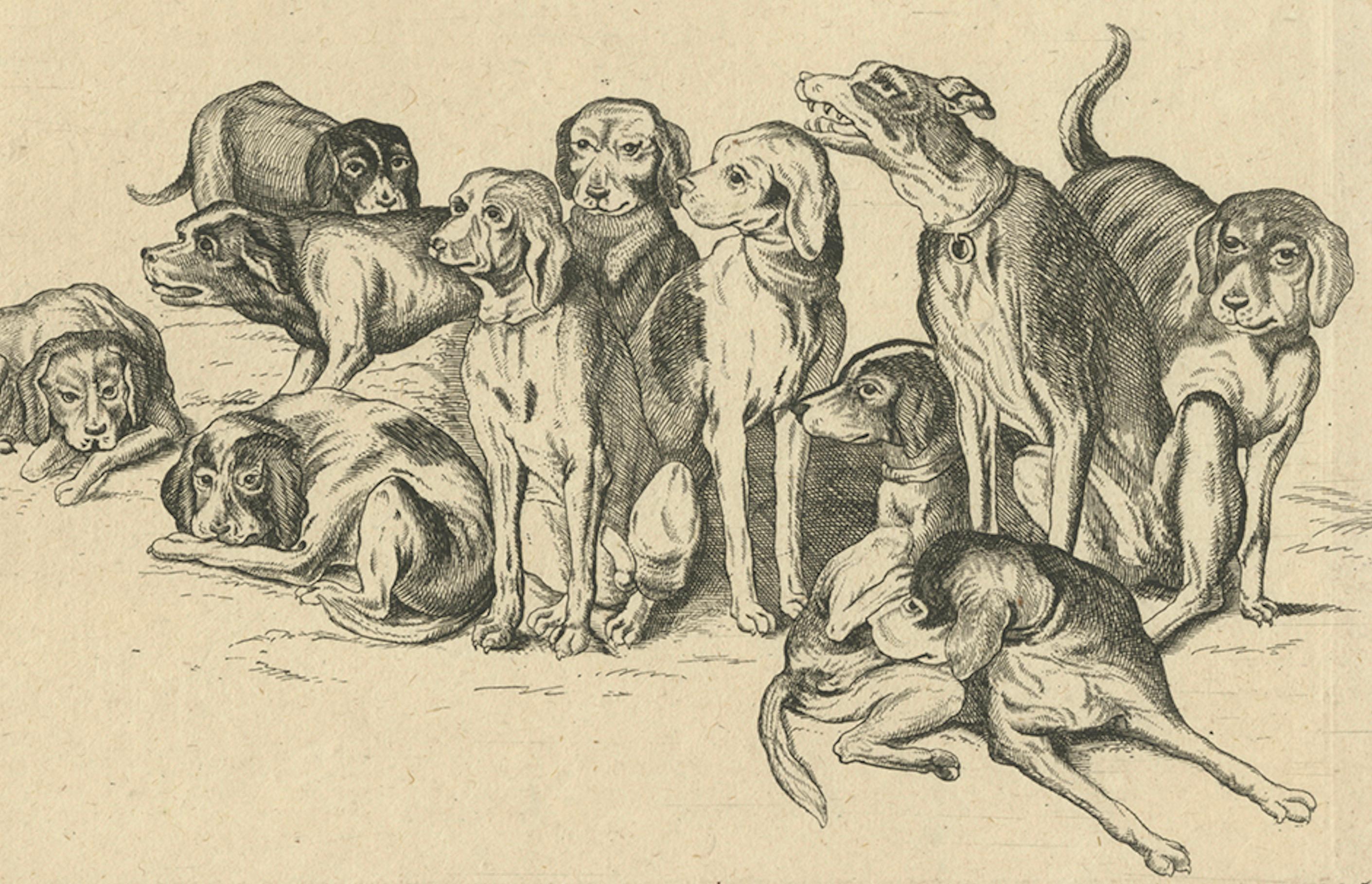 Eleven Hounds – Reversed 17th-Century Etching After Wenceslaus Hollar, c.1646

This fine 17th-century etching depicts a group of eleven hounds in various resting and alert poses, rendered with remarkable attention to anatomy and expression. The