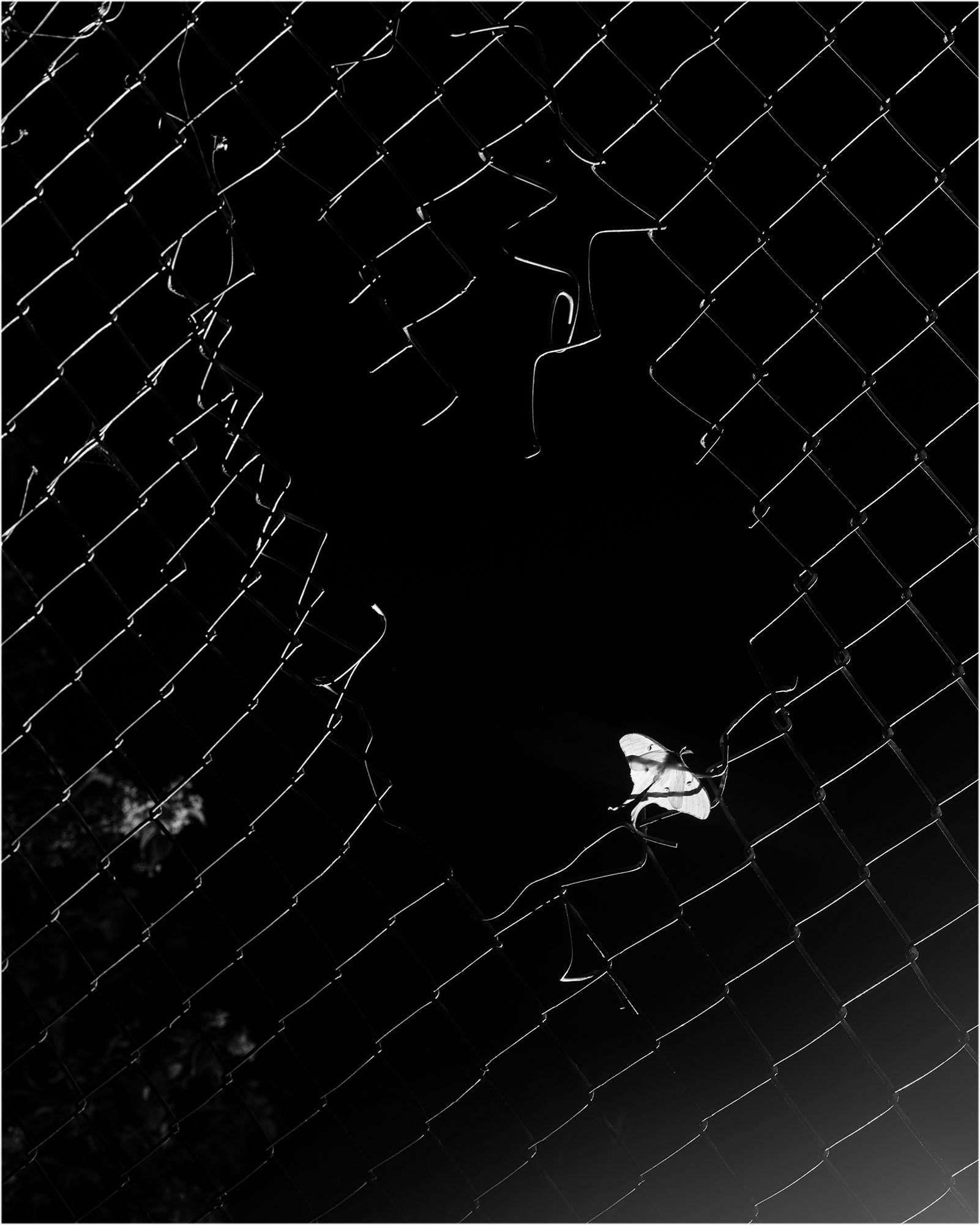 Eli Durst Still-Life Photograph - Moth(1/4), Contemporary Black & White Photography, Framed Archival Pigment Print