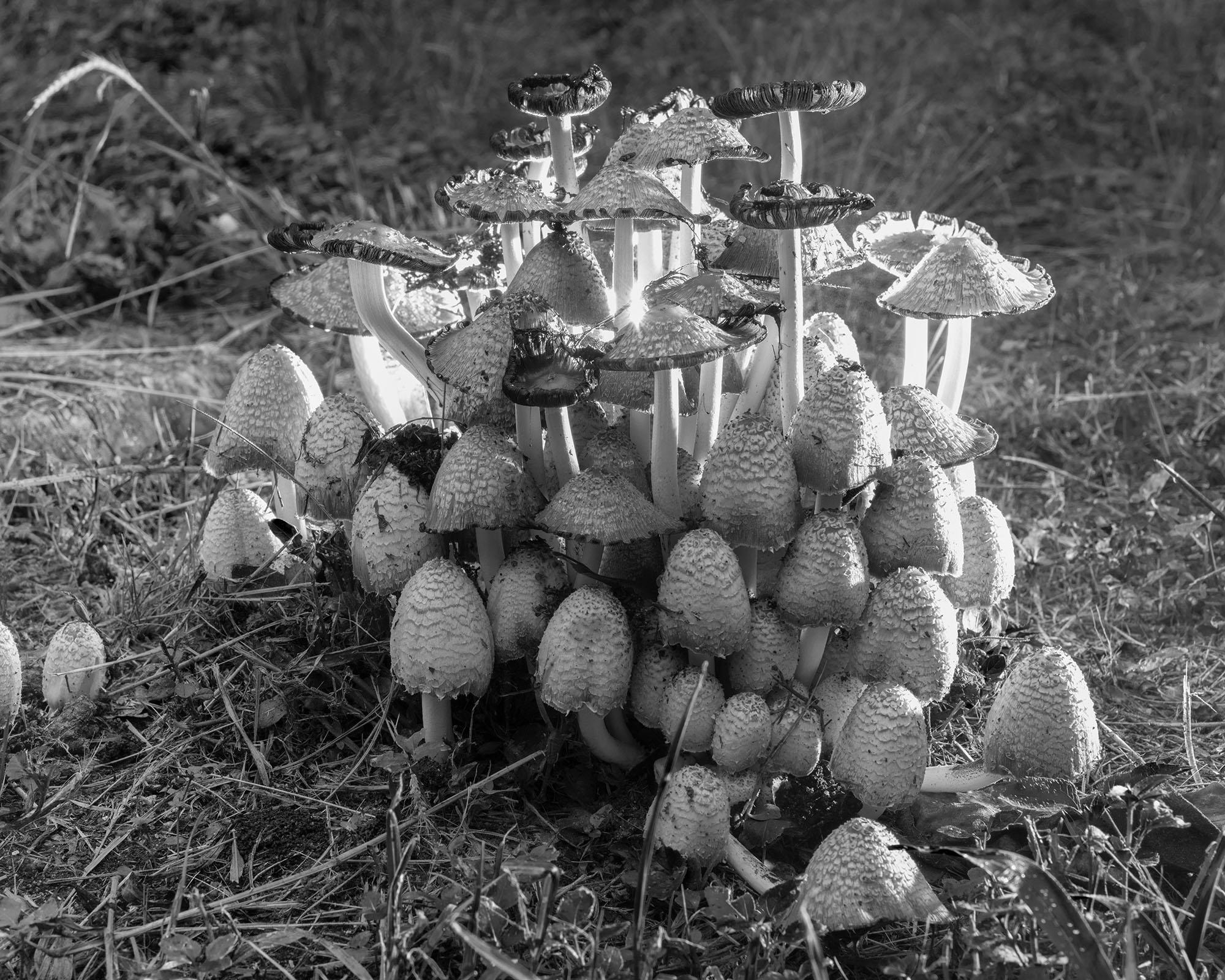 Eli Durst - Mushrooms(1/4), Contemporary Black and White Photo, Framed  Archival Pigment Print For Sale at 1stDibs