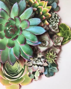 Succulent Mandala, Still Life Photography, 2021