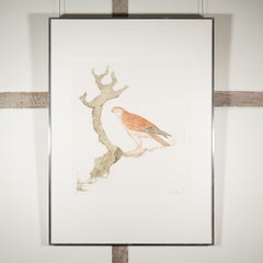 Kestrel, from Birds of Prey - 20th Century Elisabeth Frink Modernist Bird Print