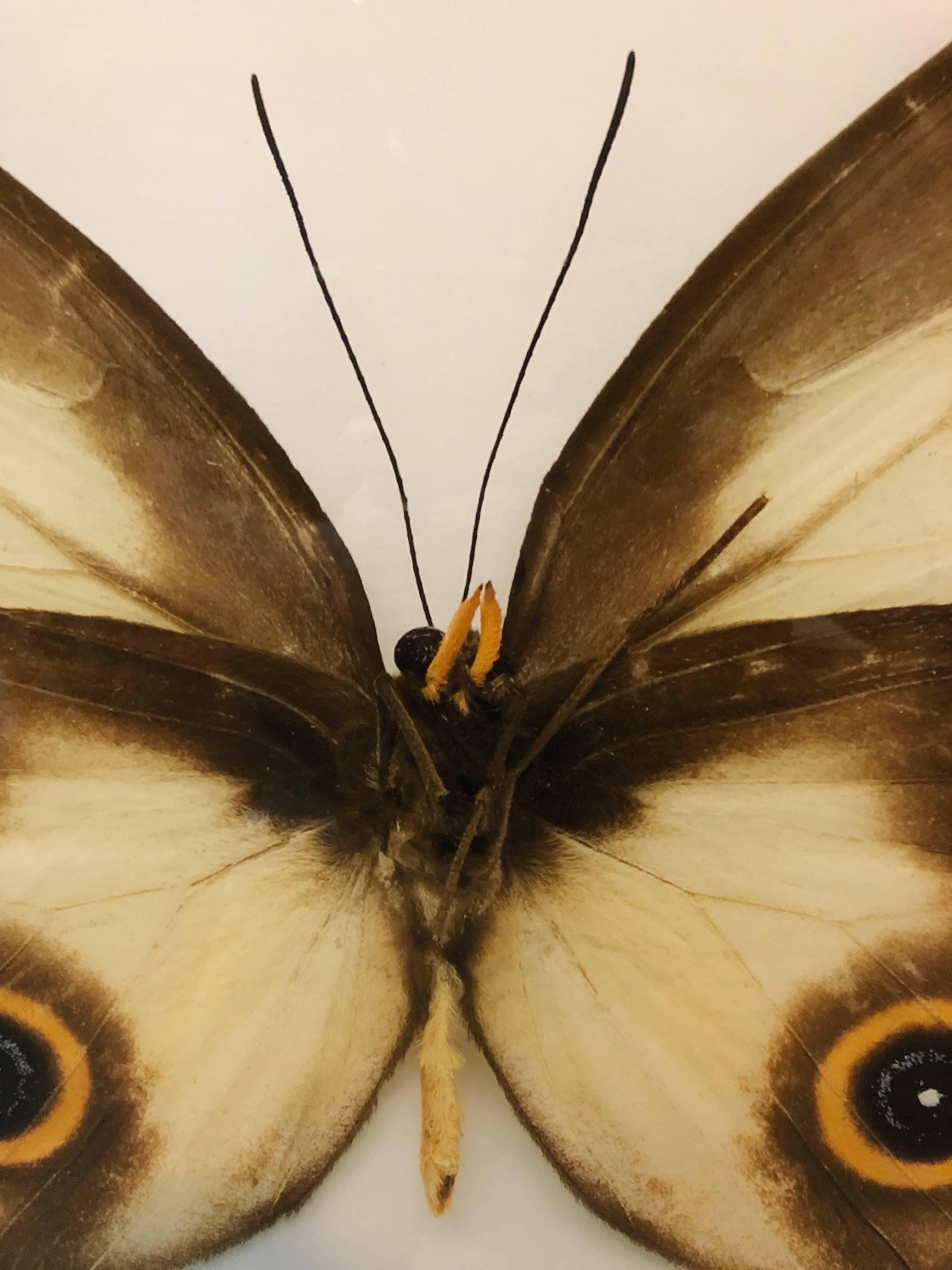 Schmetterling, moderne französische gerahmte Fotografie – Photograph von Elisabeth Montagnier