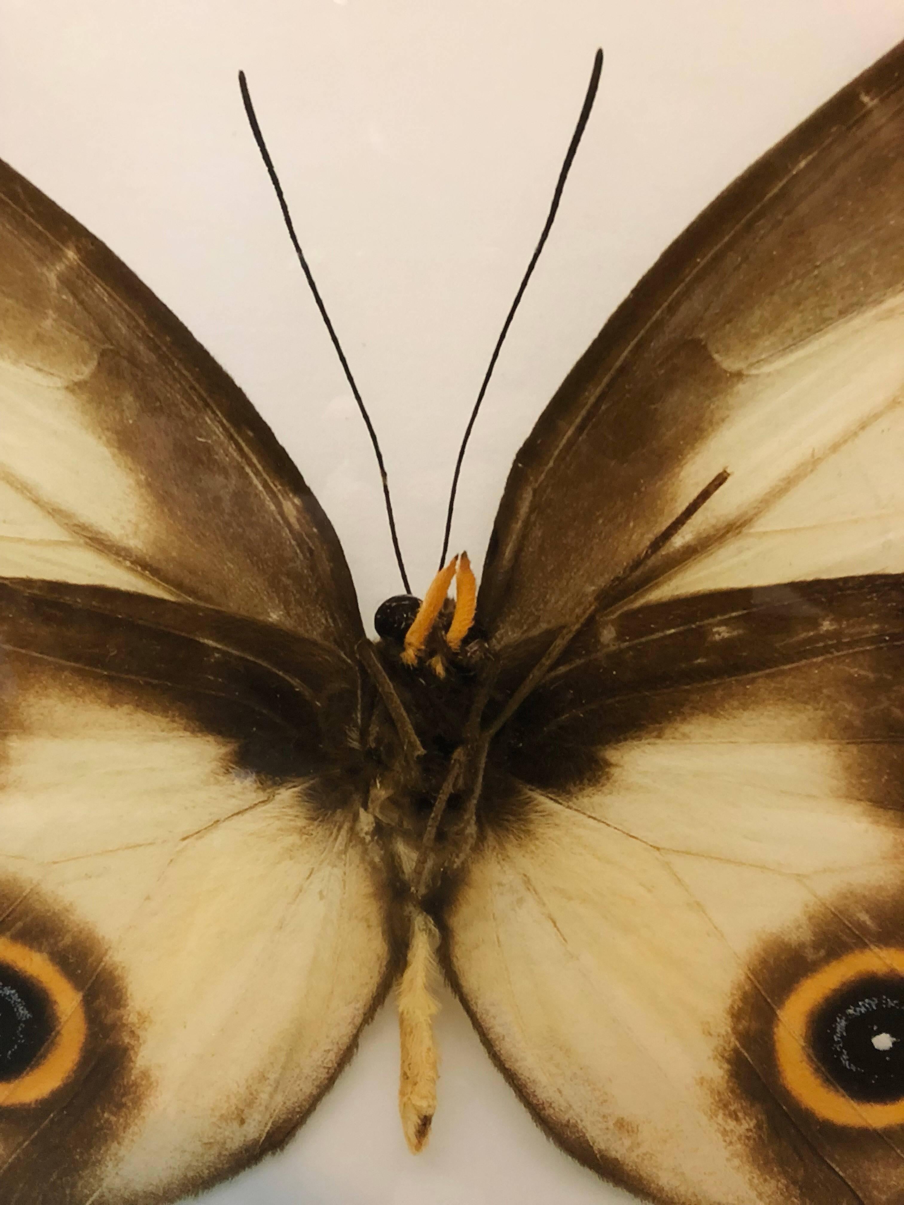 Genre: Contemporary
Subject: Landscape
Medium: Photograph
Country: France
16 X 22.5 without frame 

Animalia, Insect Butterfly Photograph

Élisabeth Montagnier was born in Algeria. She is a little lost when she arrives in Marseille in 62, does not