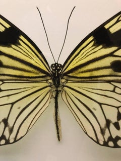 Butterfly, Modern French Framed Photograph