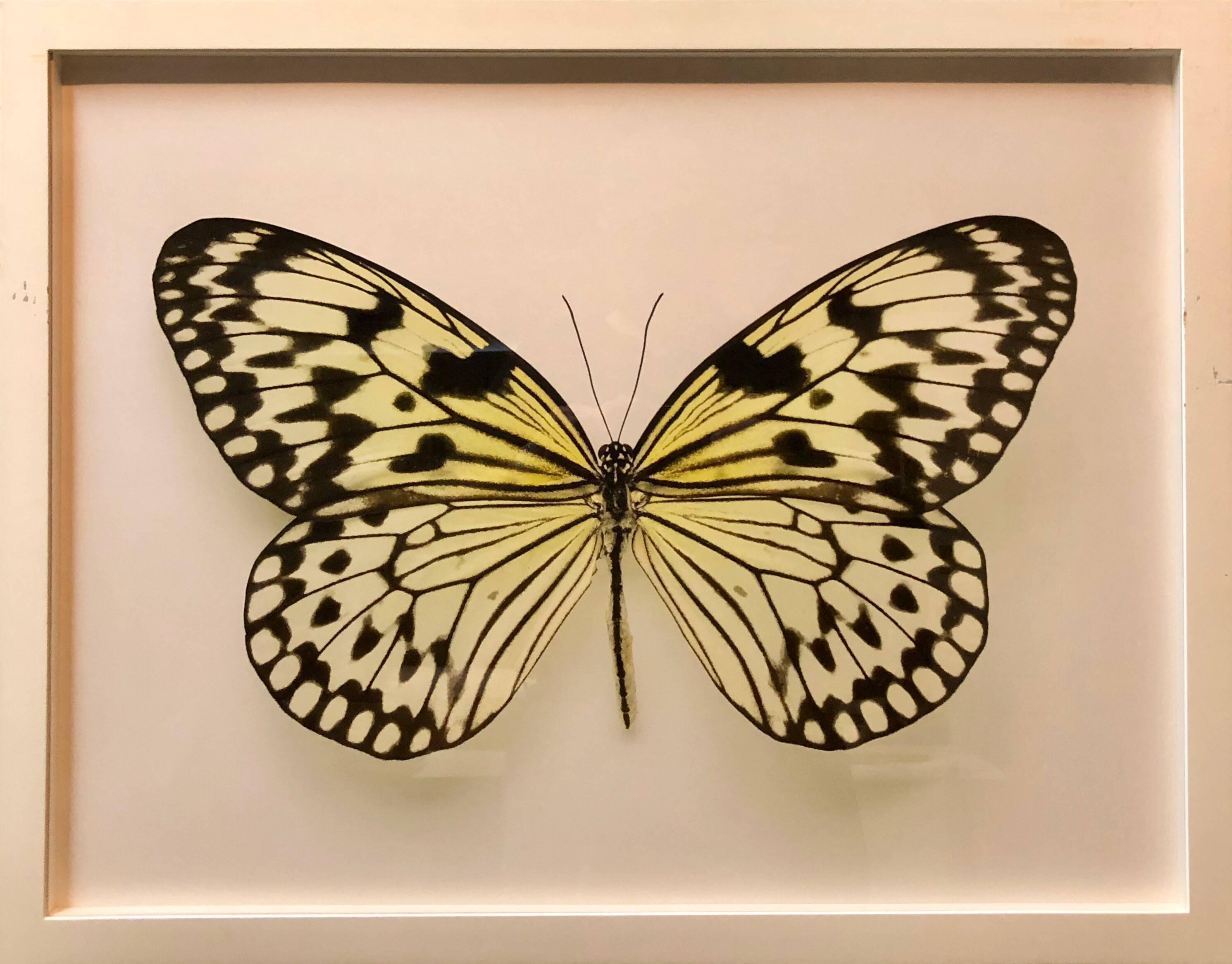 Elisabeth Montagnier Landscape Photograph - Butterfly, Modern French Framed Photograph