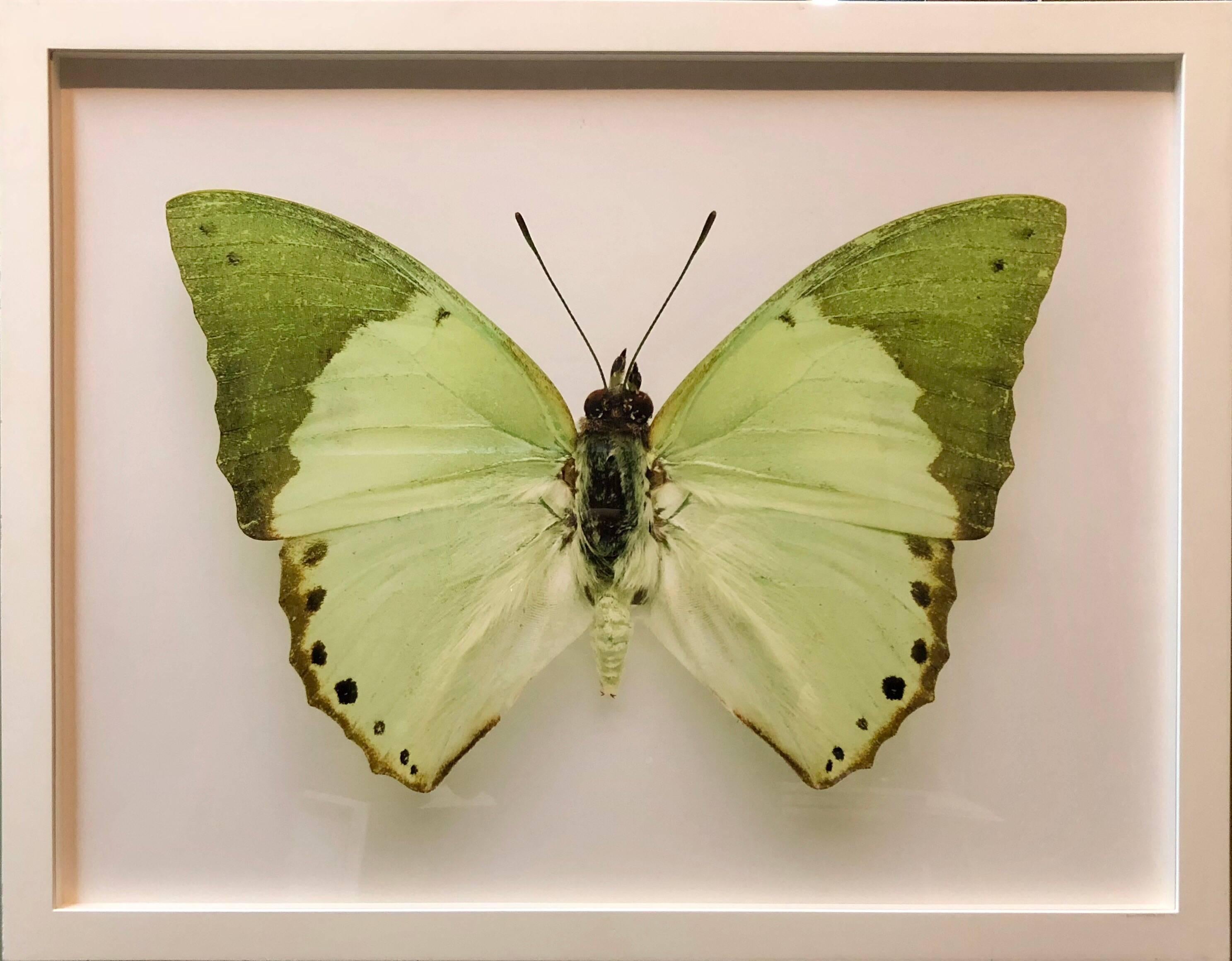 Landscape Photograph Elisabeth Montagnier - Butterfly, photographie moderne encadrée française