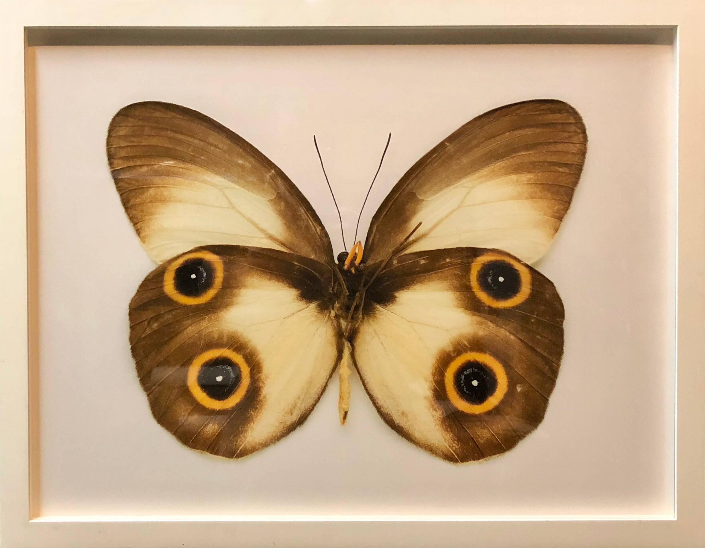 Butterfly, Modern French Framed Photograph