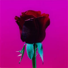 Elisabeth Montagnier Untitled, Vintage Red Rose #2 Mounted to Aluminum