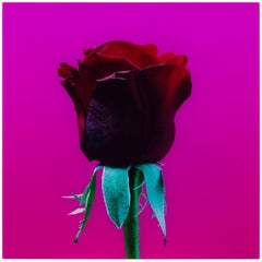 Elisabeth Montagnier Senza titolo, rosa rossa vintage #2 montata su alluminio